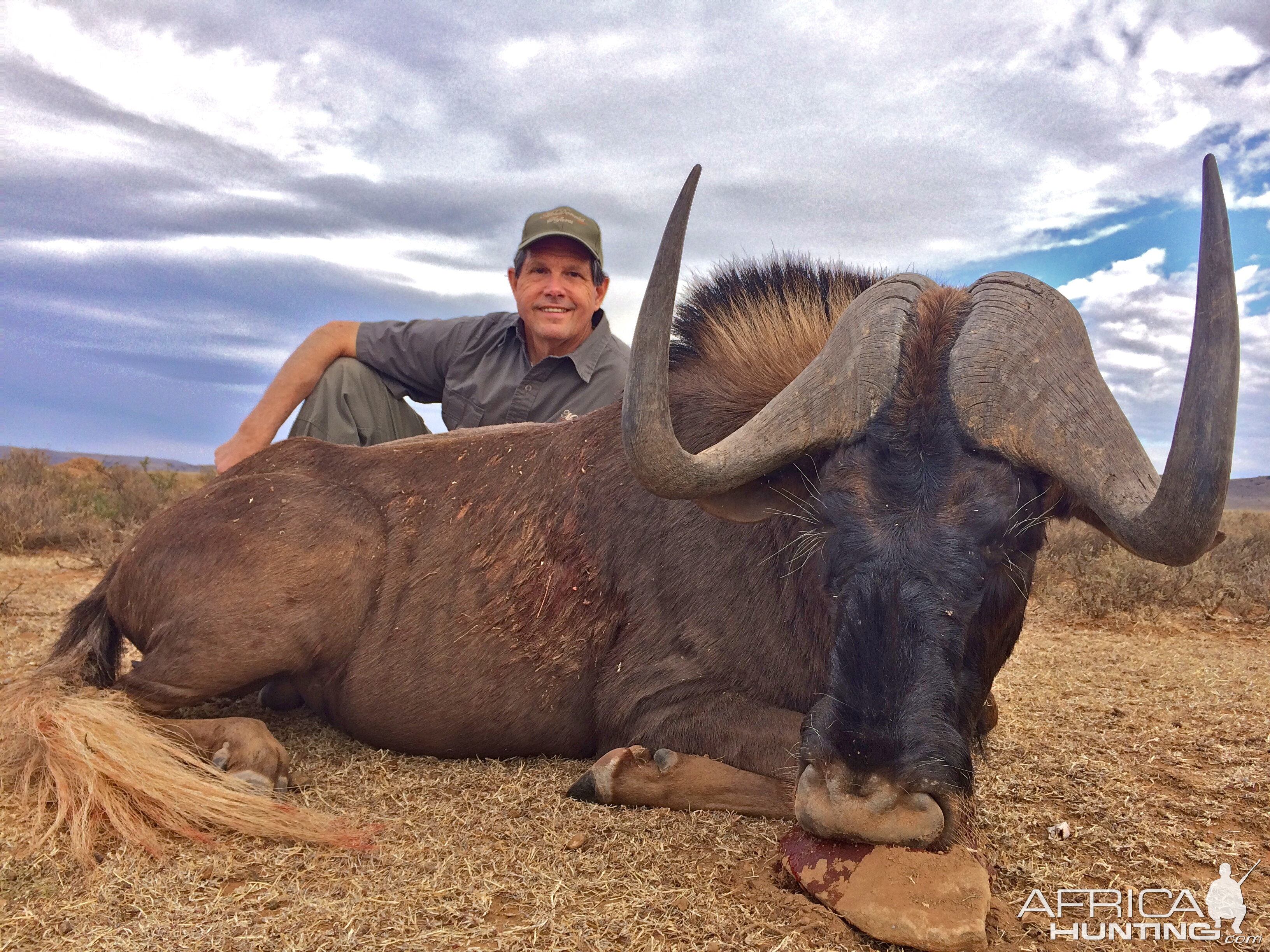 Black Wildebeest Hunting Eastern Cape South Africa