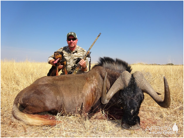 Black Wildebeest Hunting in Namibia