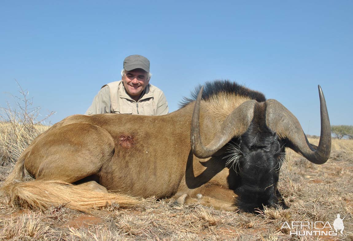 Black Wildebeest Hunting in South Africa