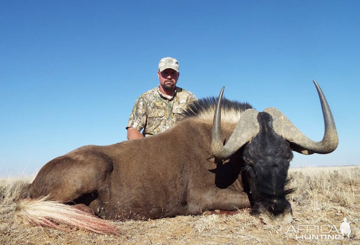 Black Wildebeest Hunting in South Africa