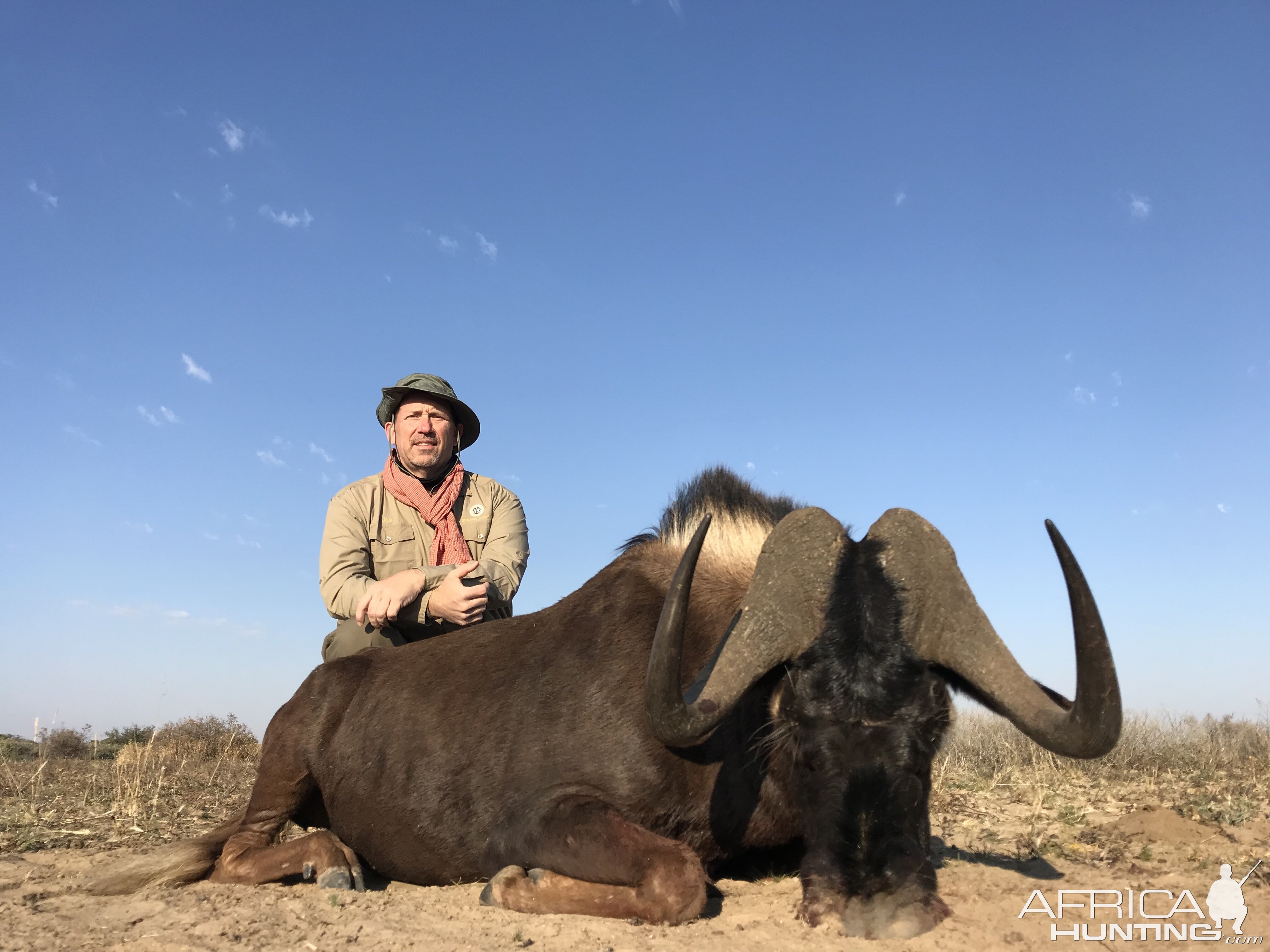 Black Wildebeest Hunting in South Africa