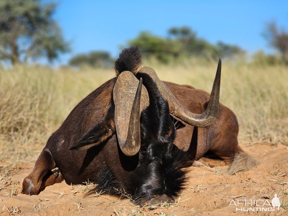 Black Wildebeest Hunting Kalahari South Africa