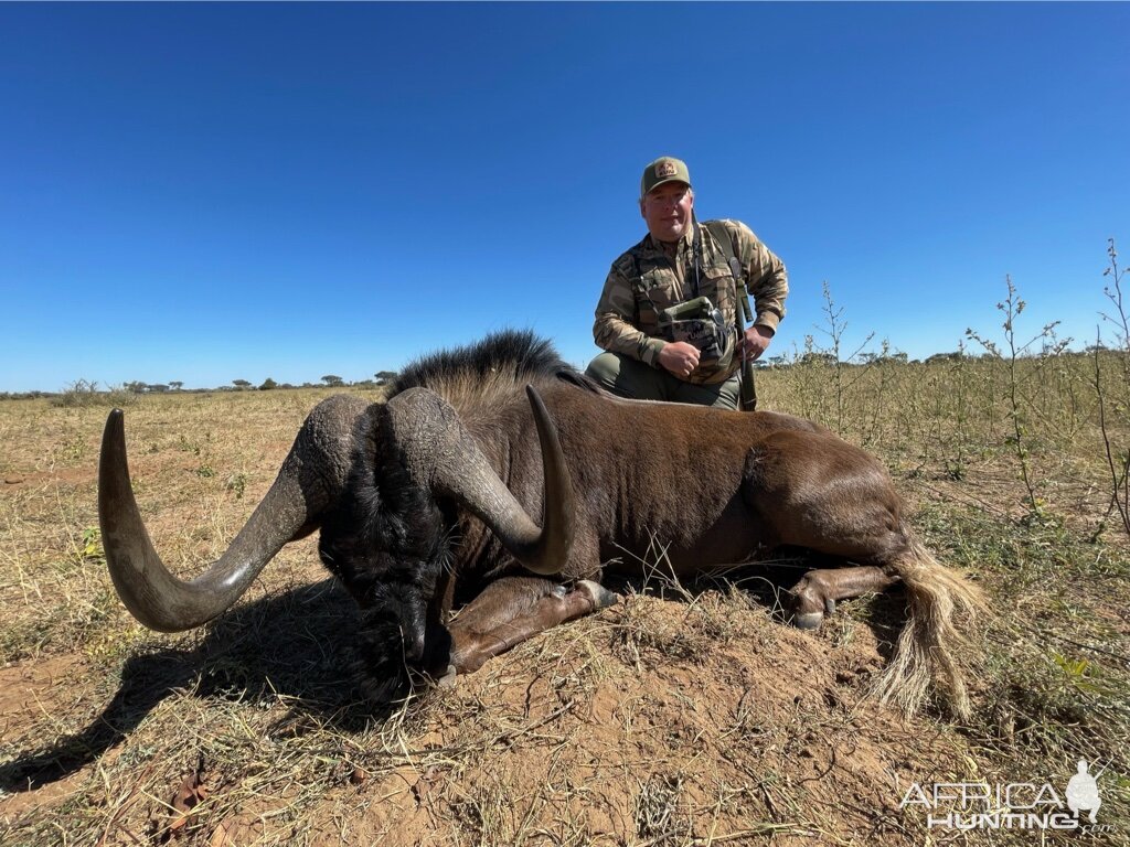 Black Wildebeest Hunting Namibia