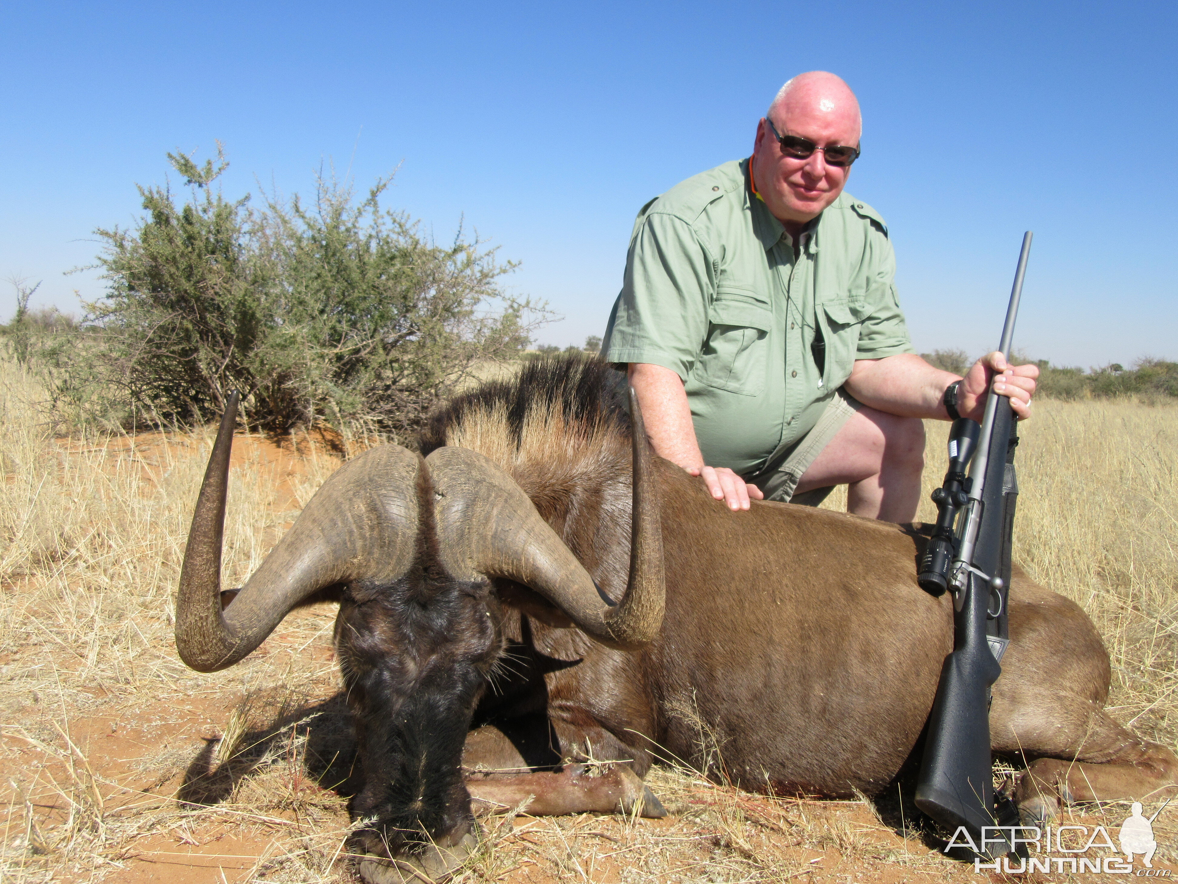 Black Wildebeest Hunting Namibia