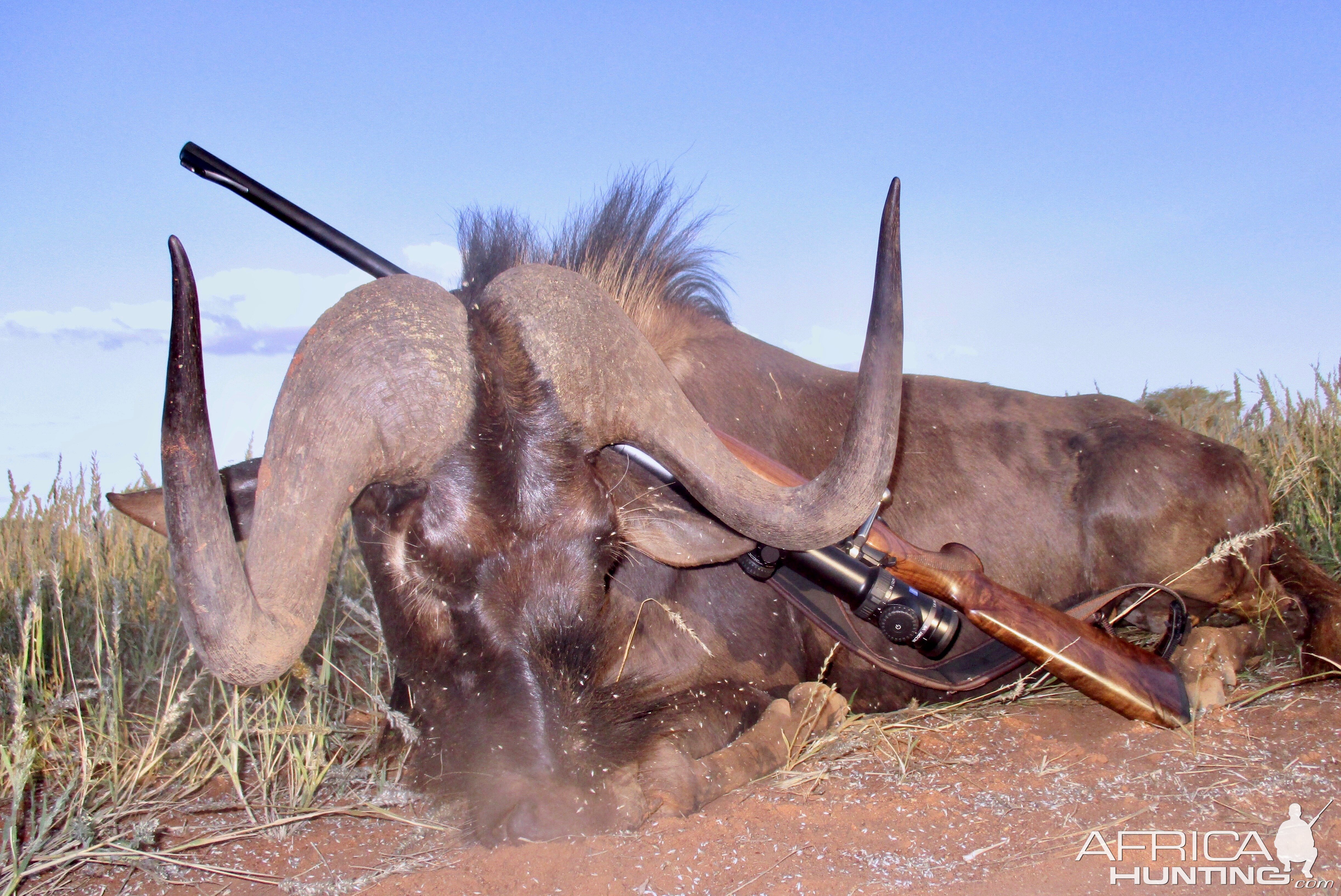 Black Wildebeest Hunting Namibia