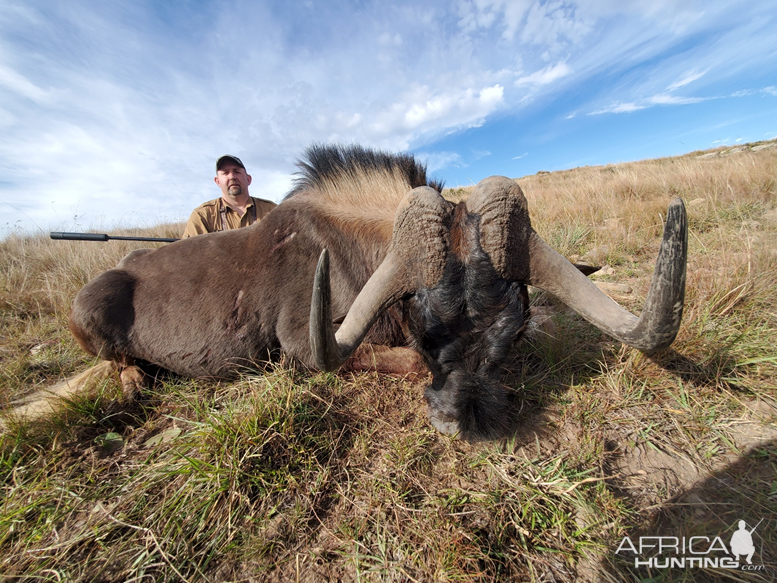 Black Wildebeest Hunting South Africa