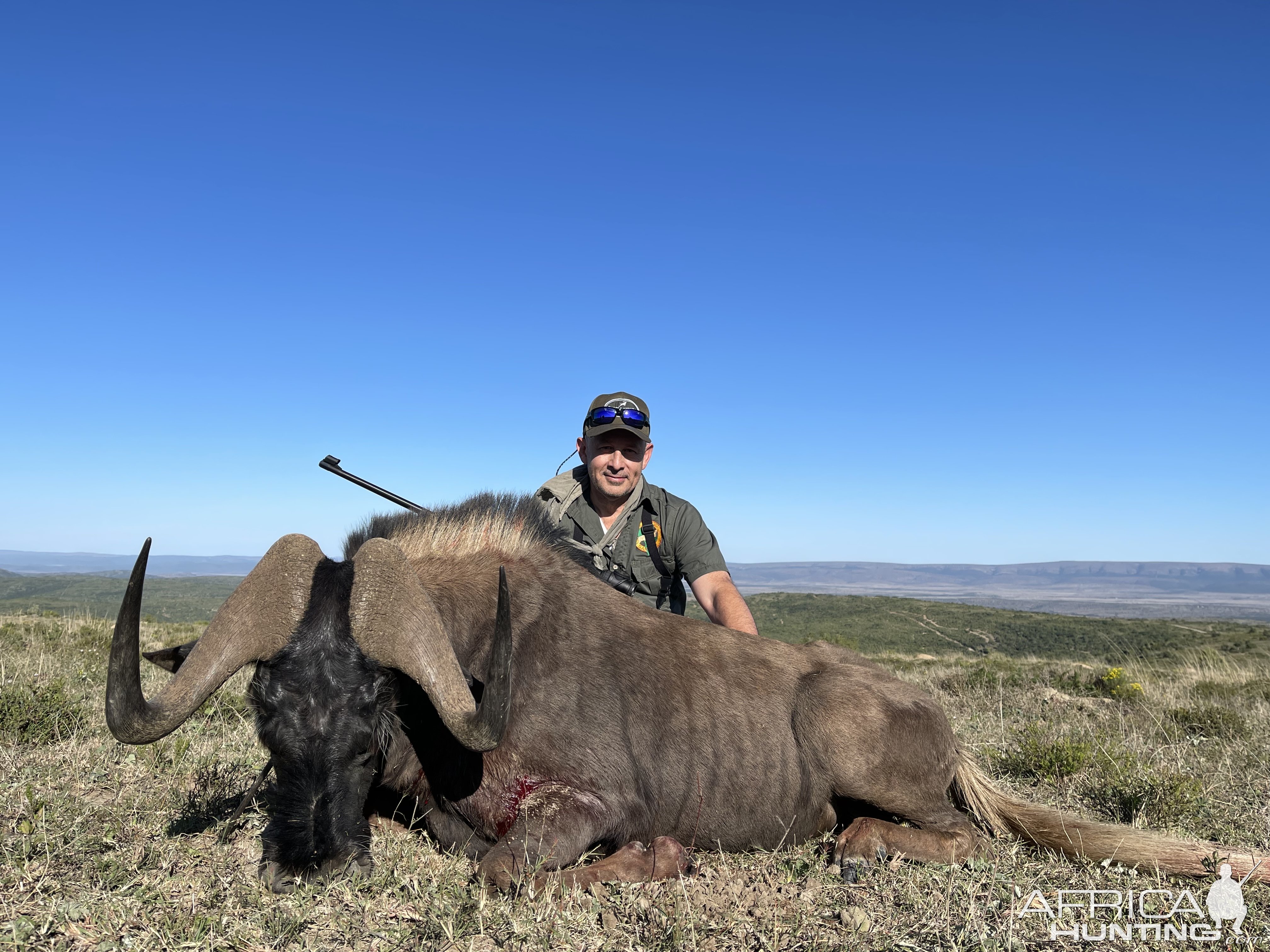 Black Wildebeest Hunting South Africa