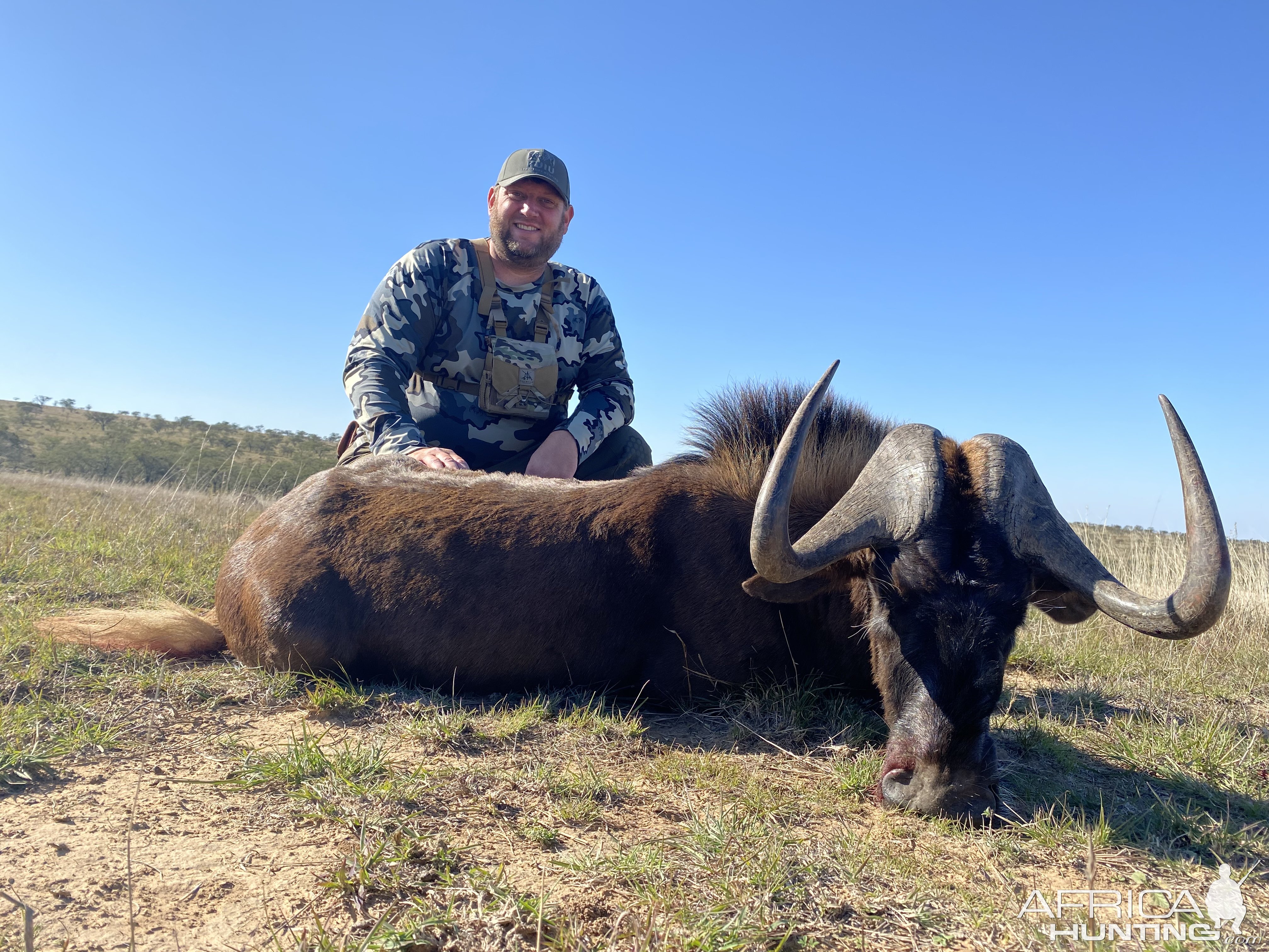 Black Wildebeest Hunting South Africa