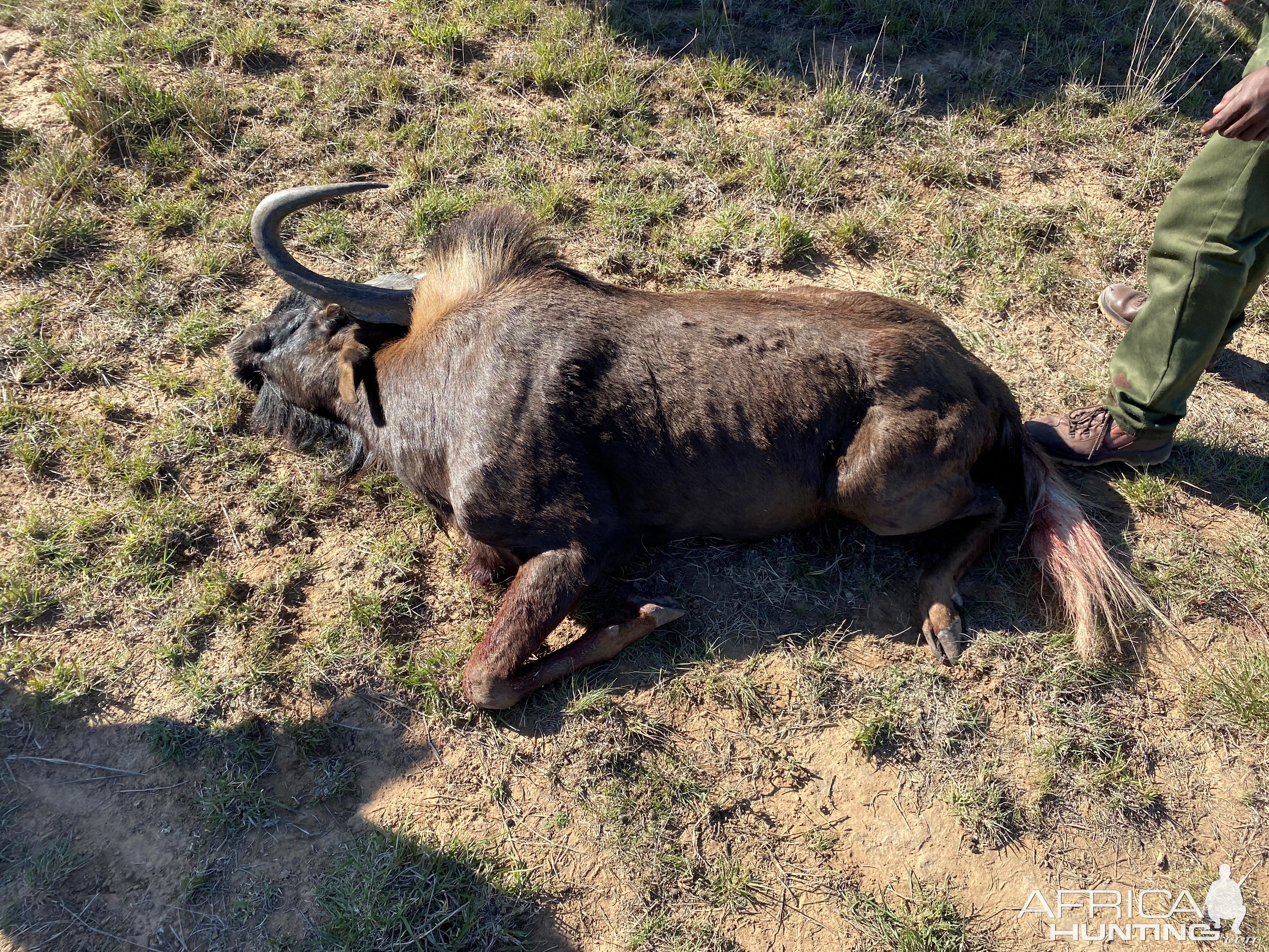 Black Wildebeest Hunting South Africa