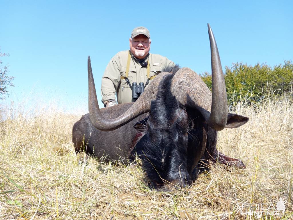 Black Wildebeest Hunting South Africa