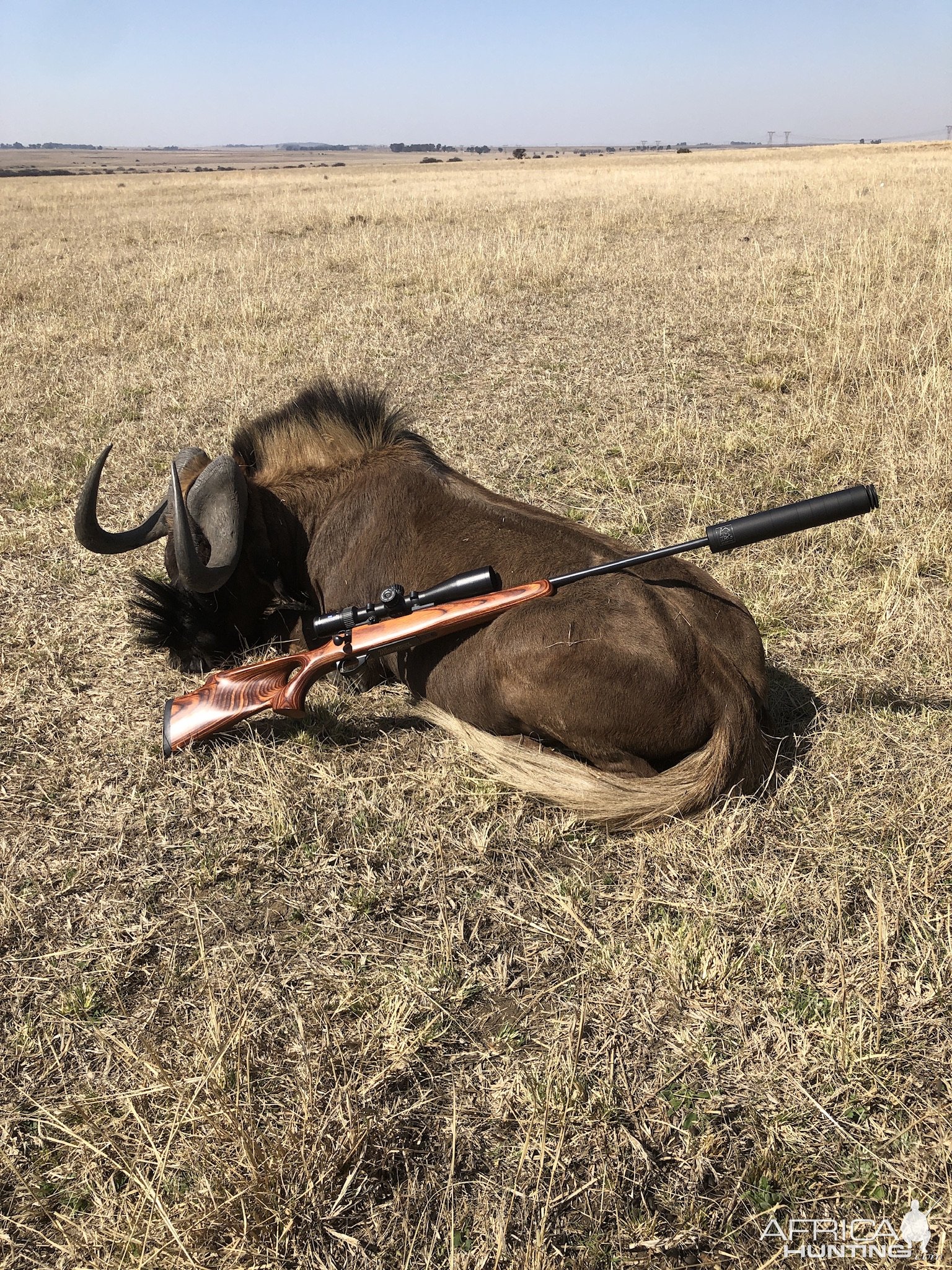 Black Wildebeest Hunting South Africa