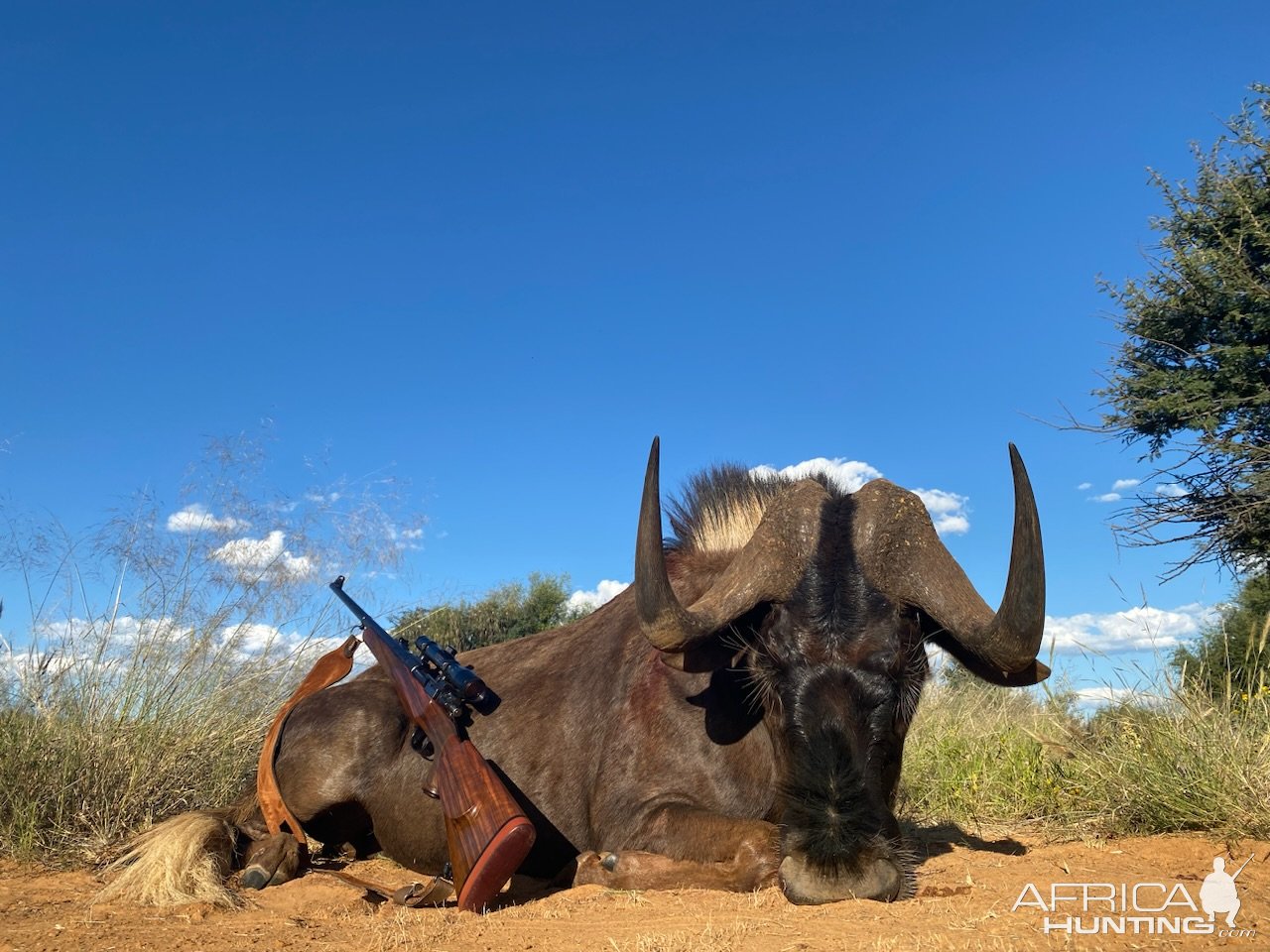 Black Wildebeest Hunting South Africa