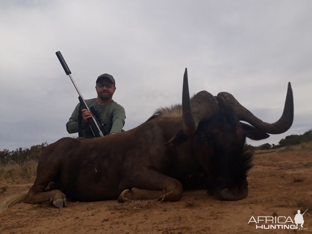 Black Wildebeest Hunting South Africa