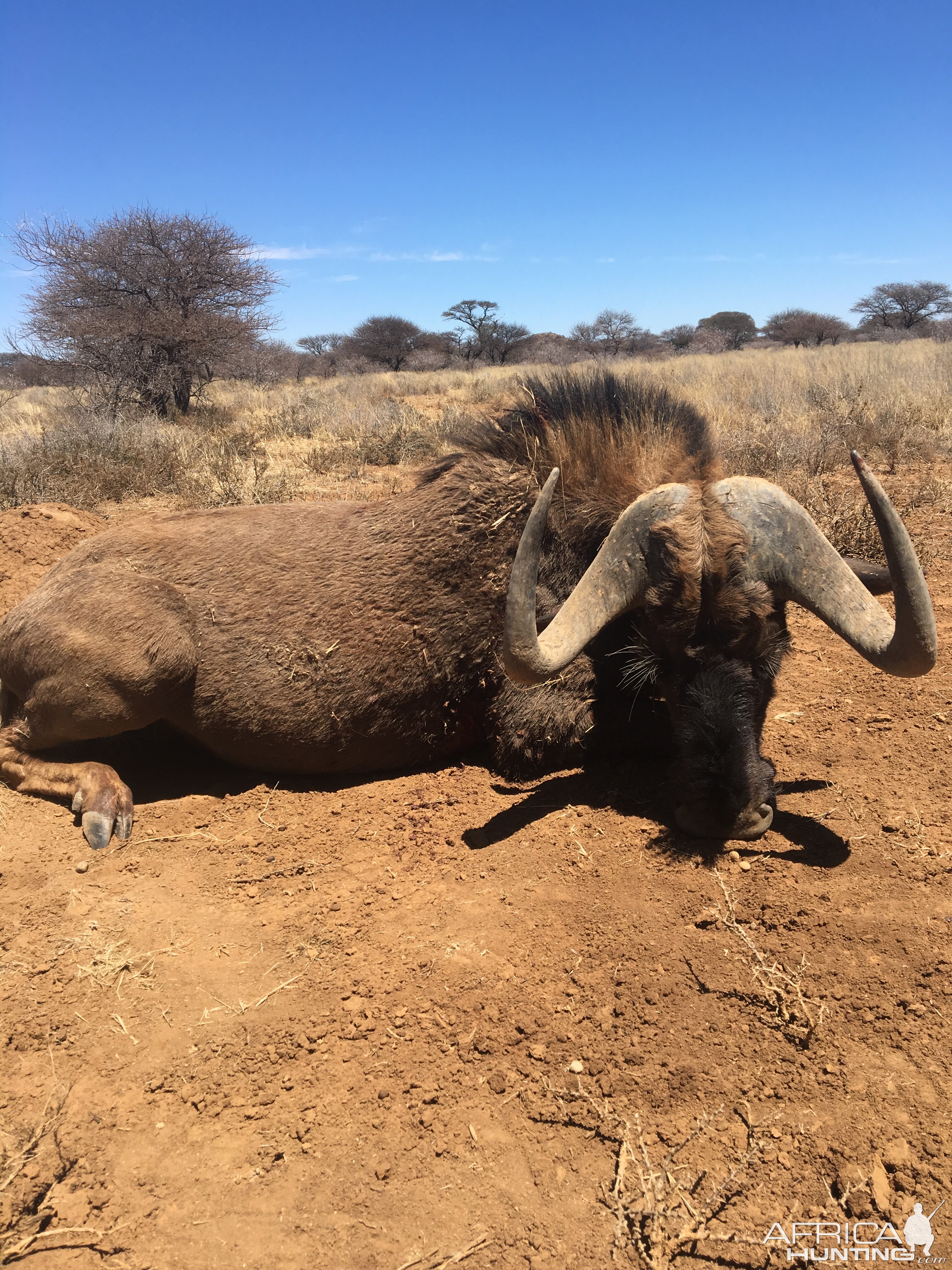 Black Wildebeest Hunting South Africa