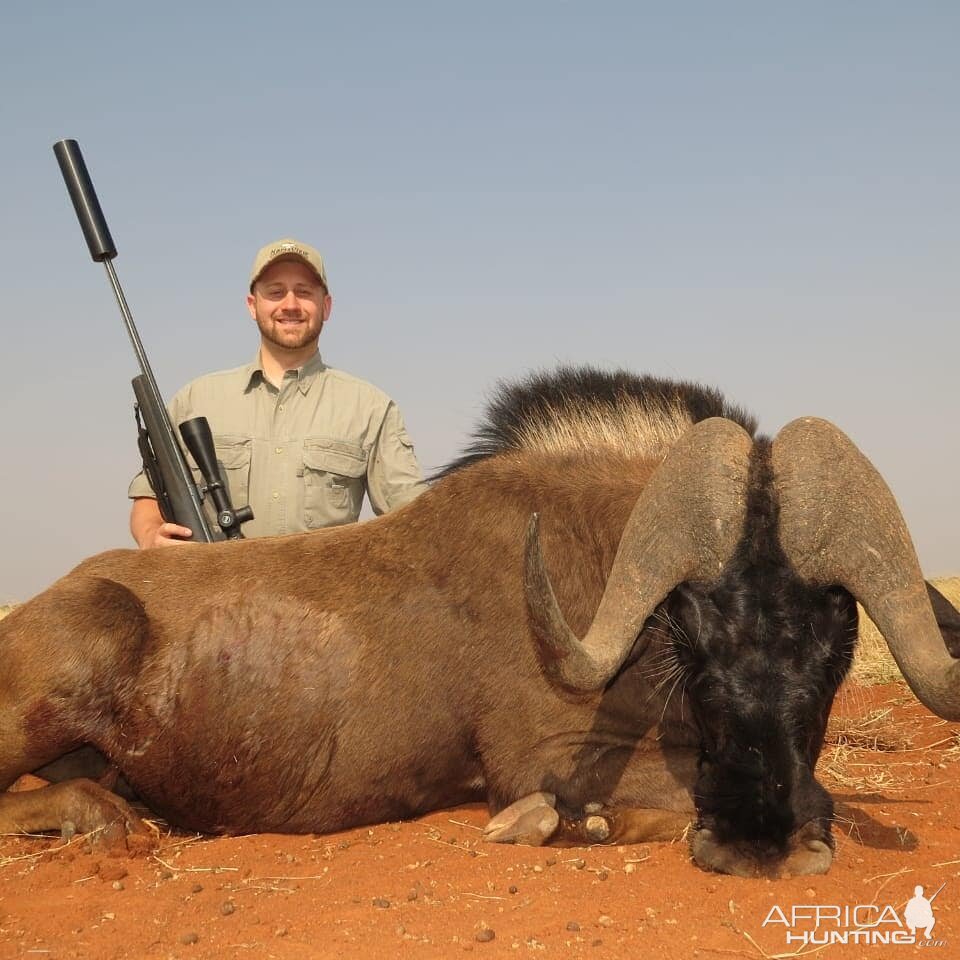 Black Wildebeest Hunting South Africa