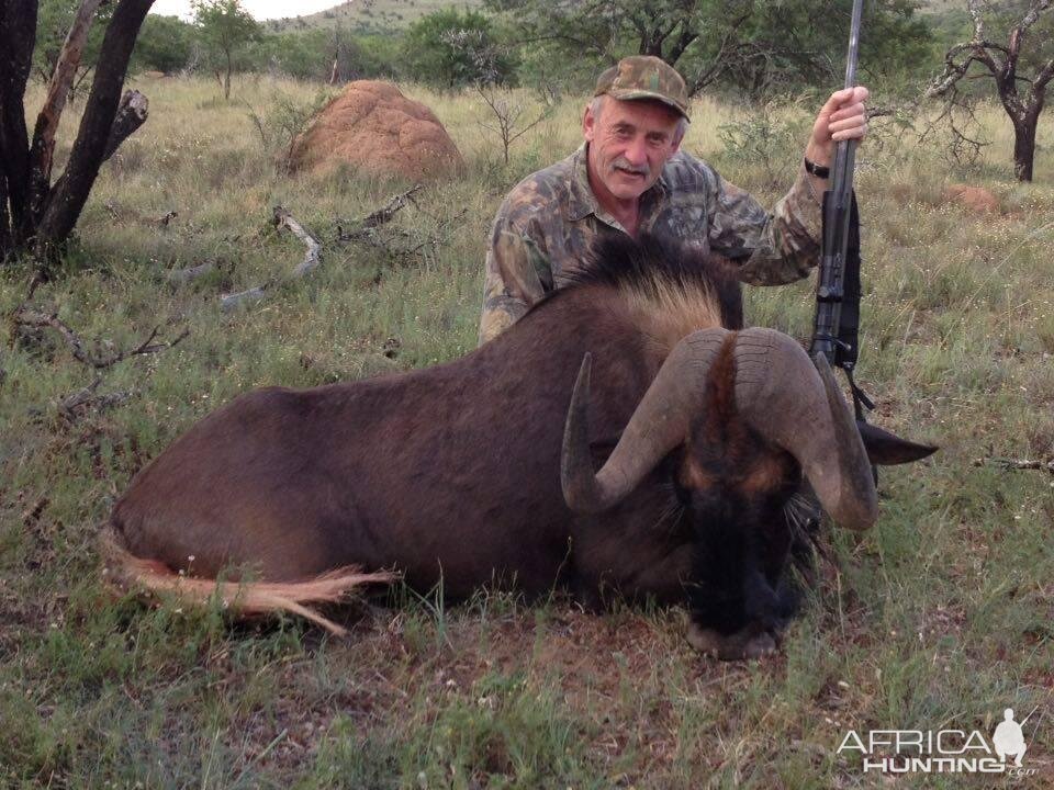 Black Wildebeest Hunting South Africa