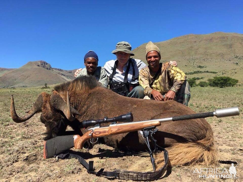 Black Wildebeest Hunting South Africa