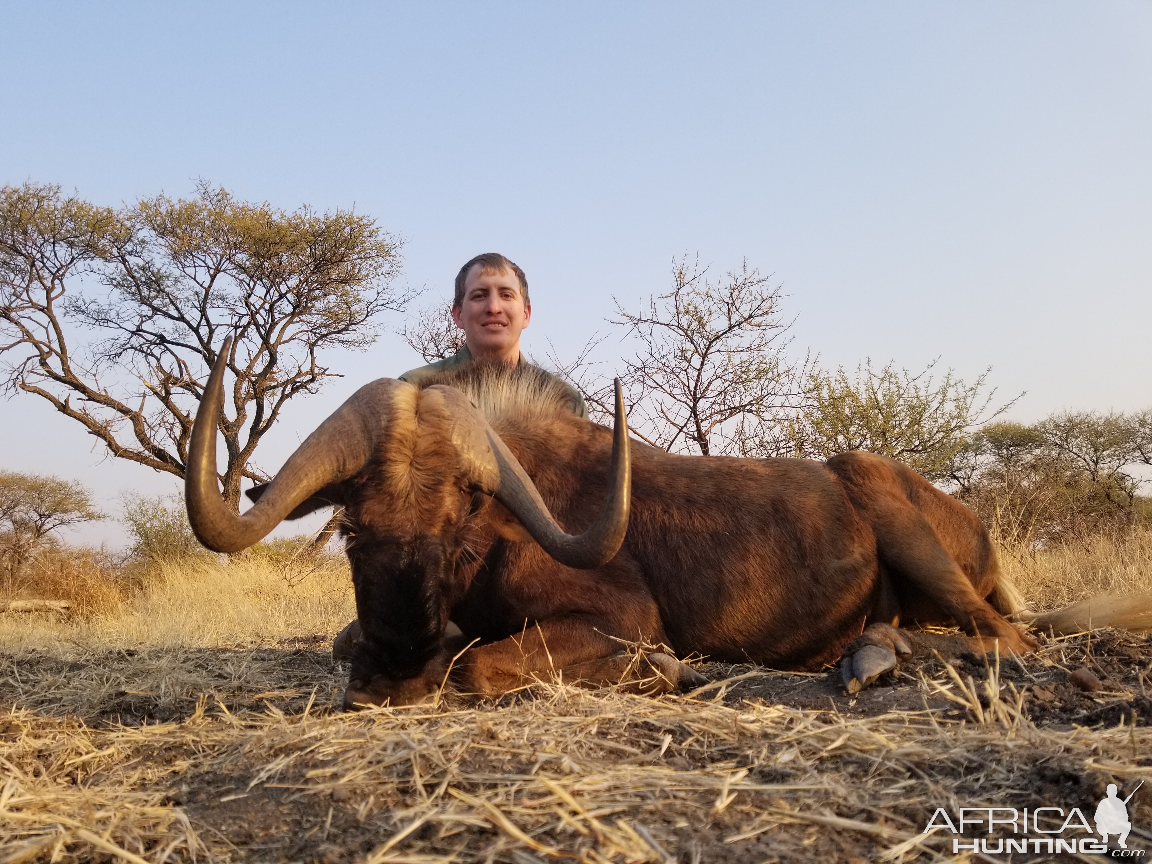 Black Wildebeest Hunting South Africa