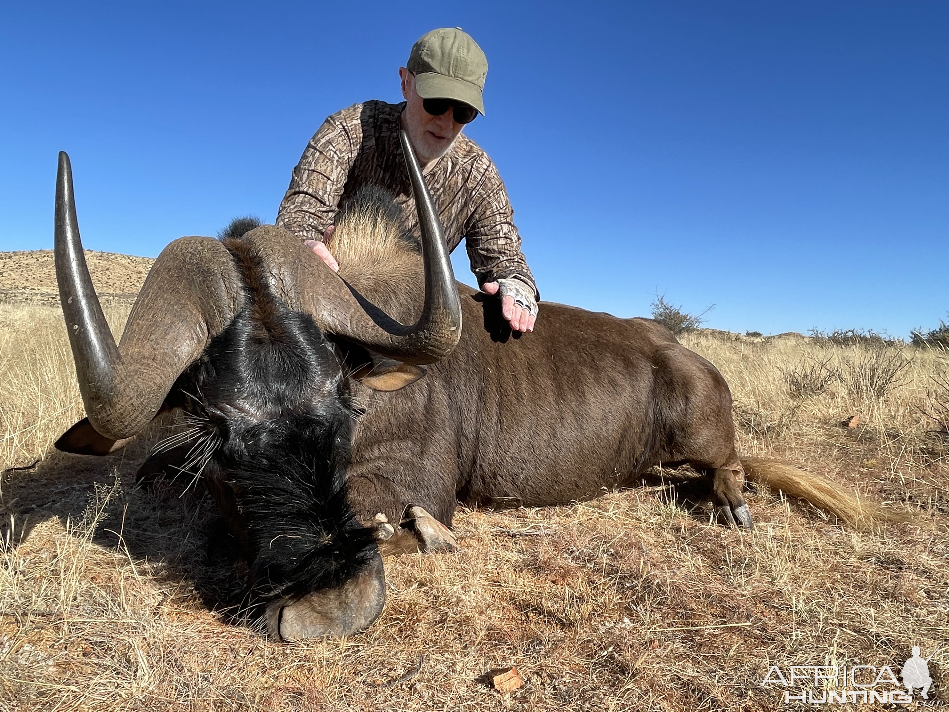 Black WIldebeest Hunting