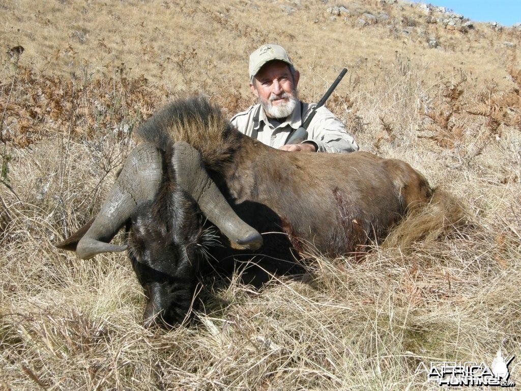 Black Wildebeest Hunting