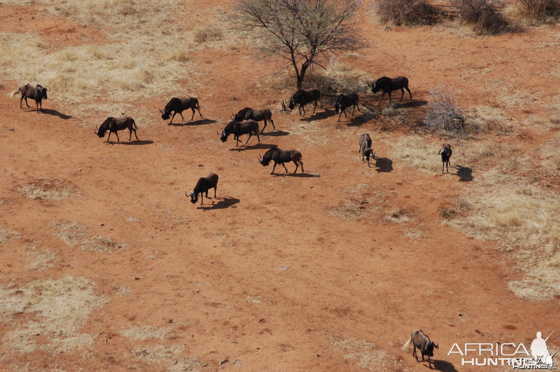 Black Wildebeest in Namibia