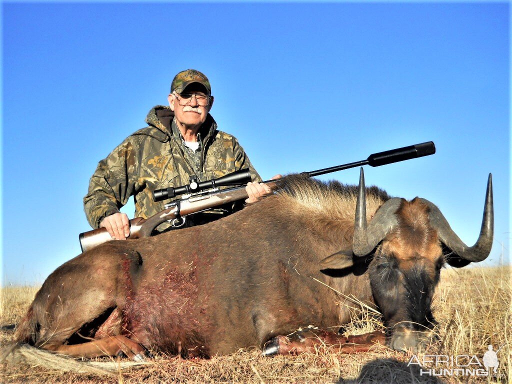 black wildebeest in south africa