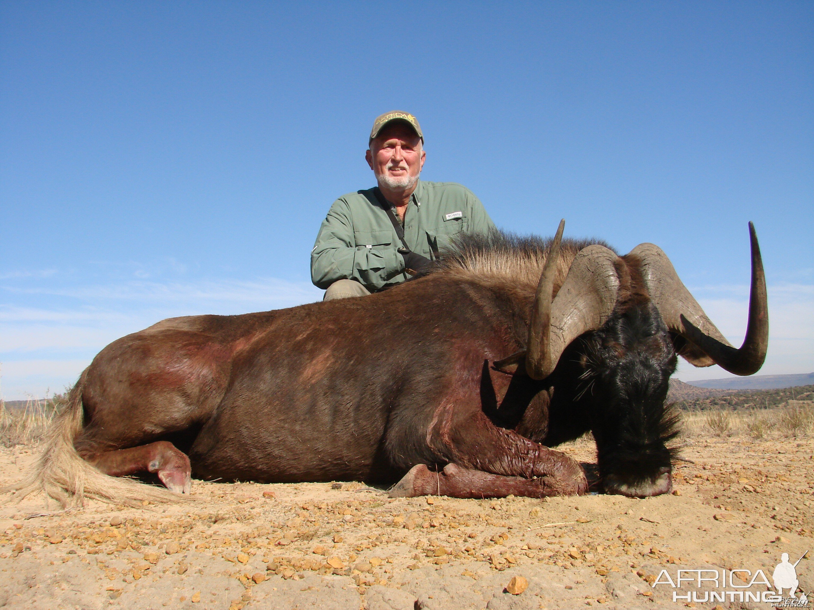 Black Wildebeest - Lategan Safaris