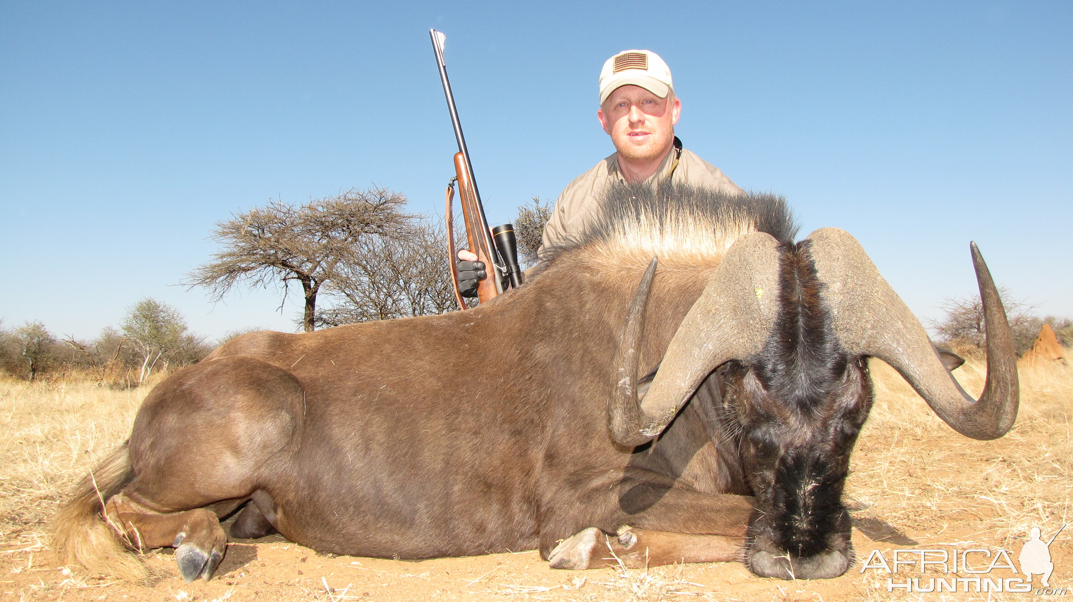 Black Wildebeest Namibia 2011 235.5 cm