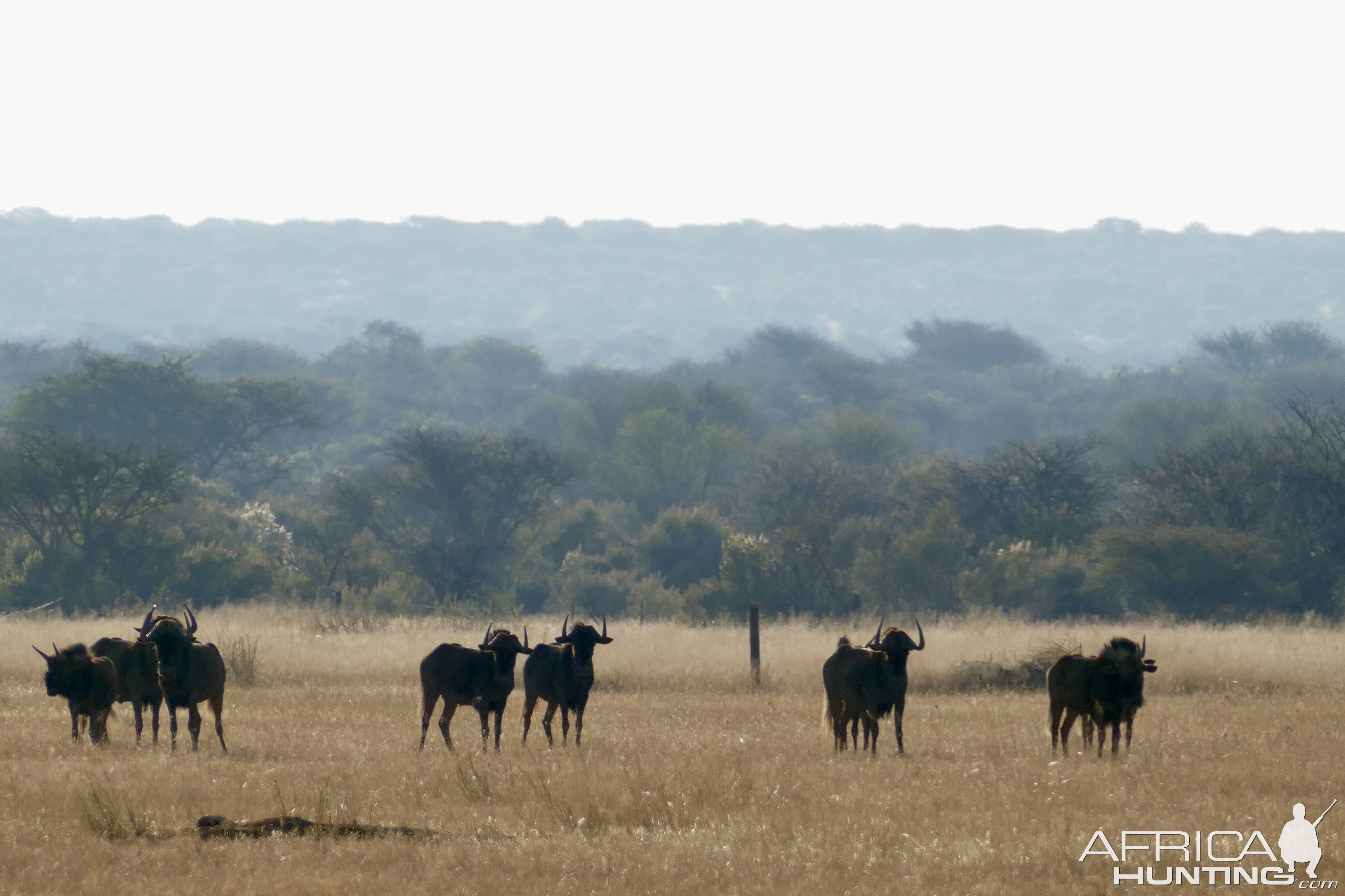 Black Wildebeest Namibia