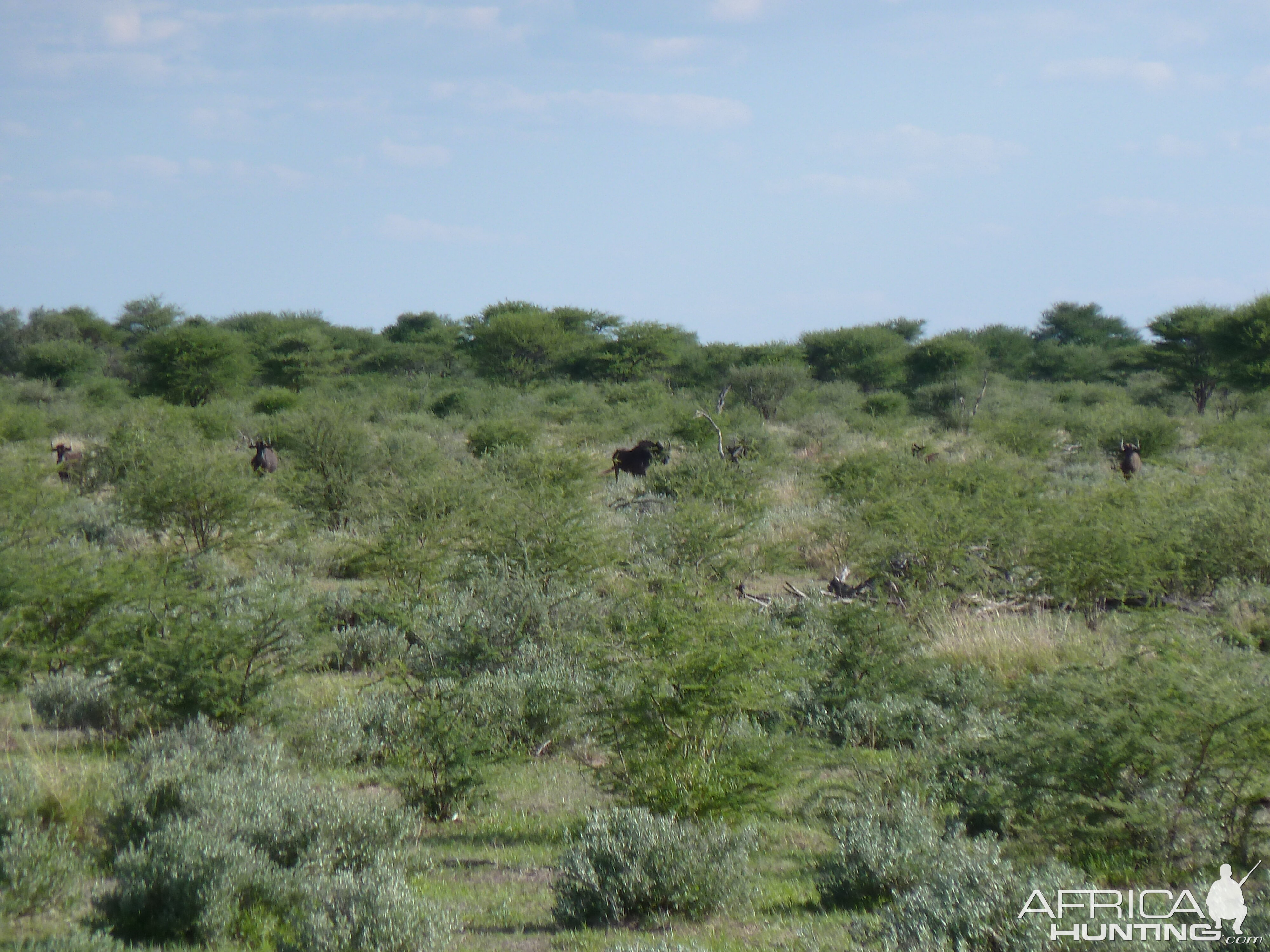 Black Wildebeest Namibia