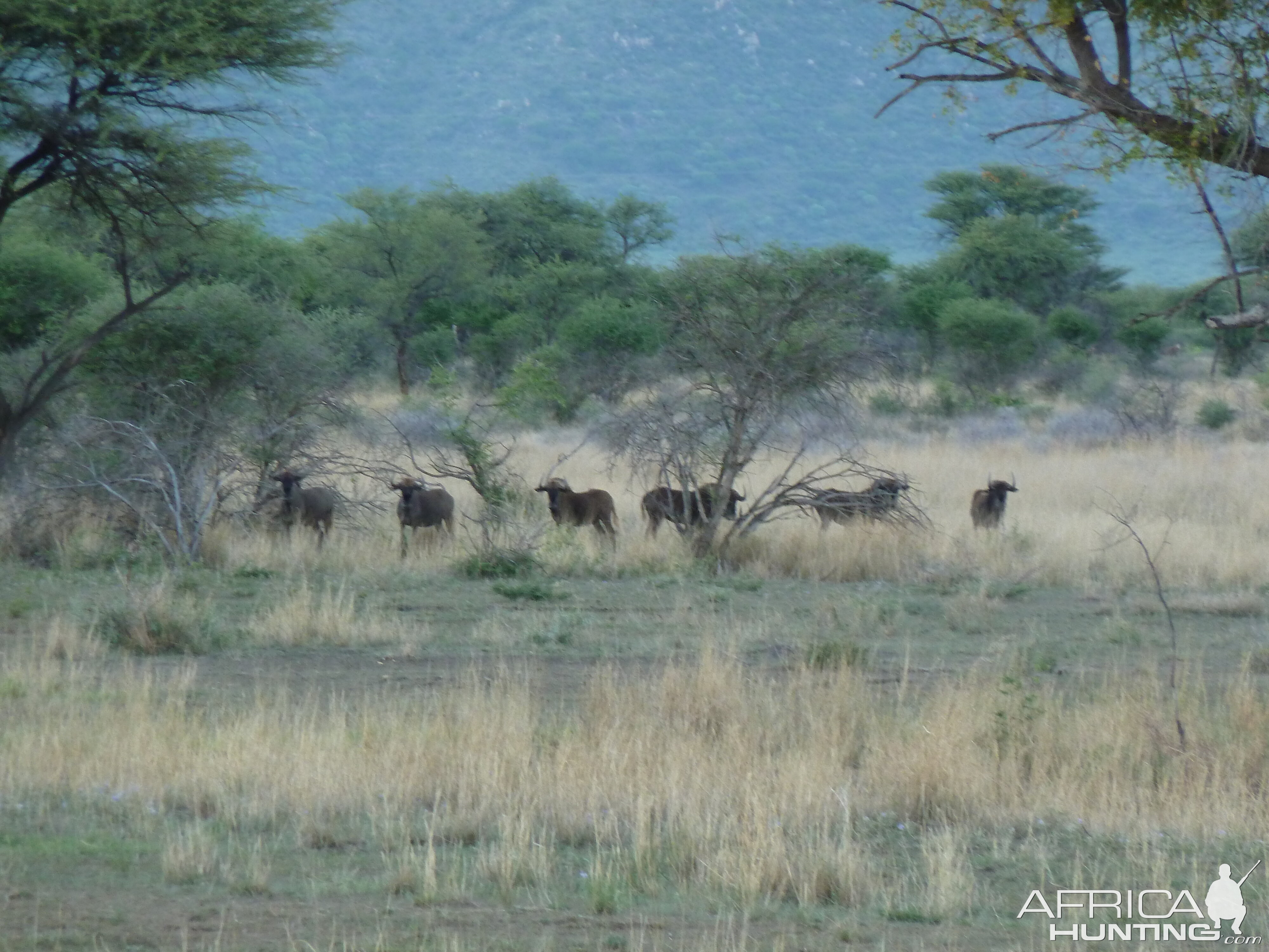 Black Wildebeest Namibia