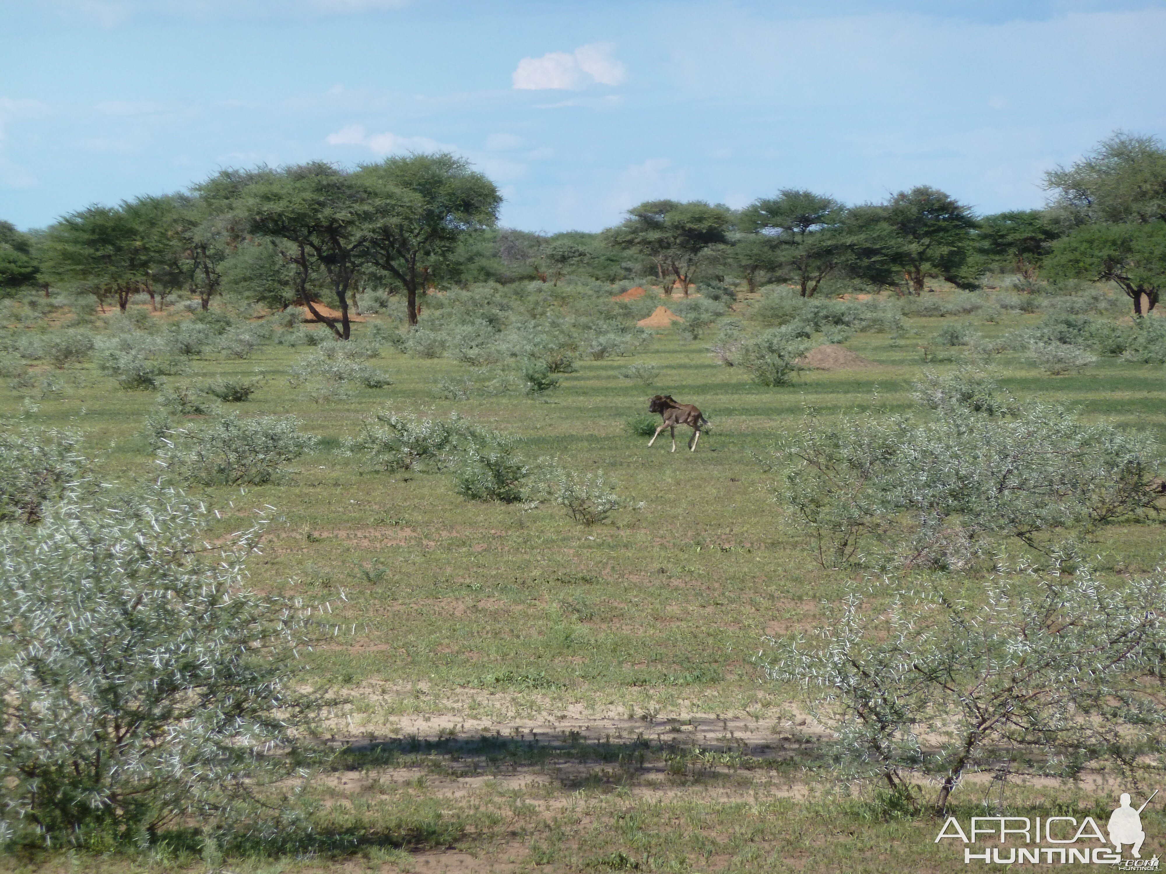 Black Wildebeest Namibia