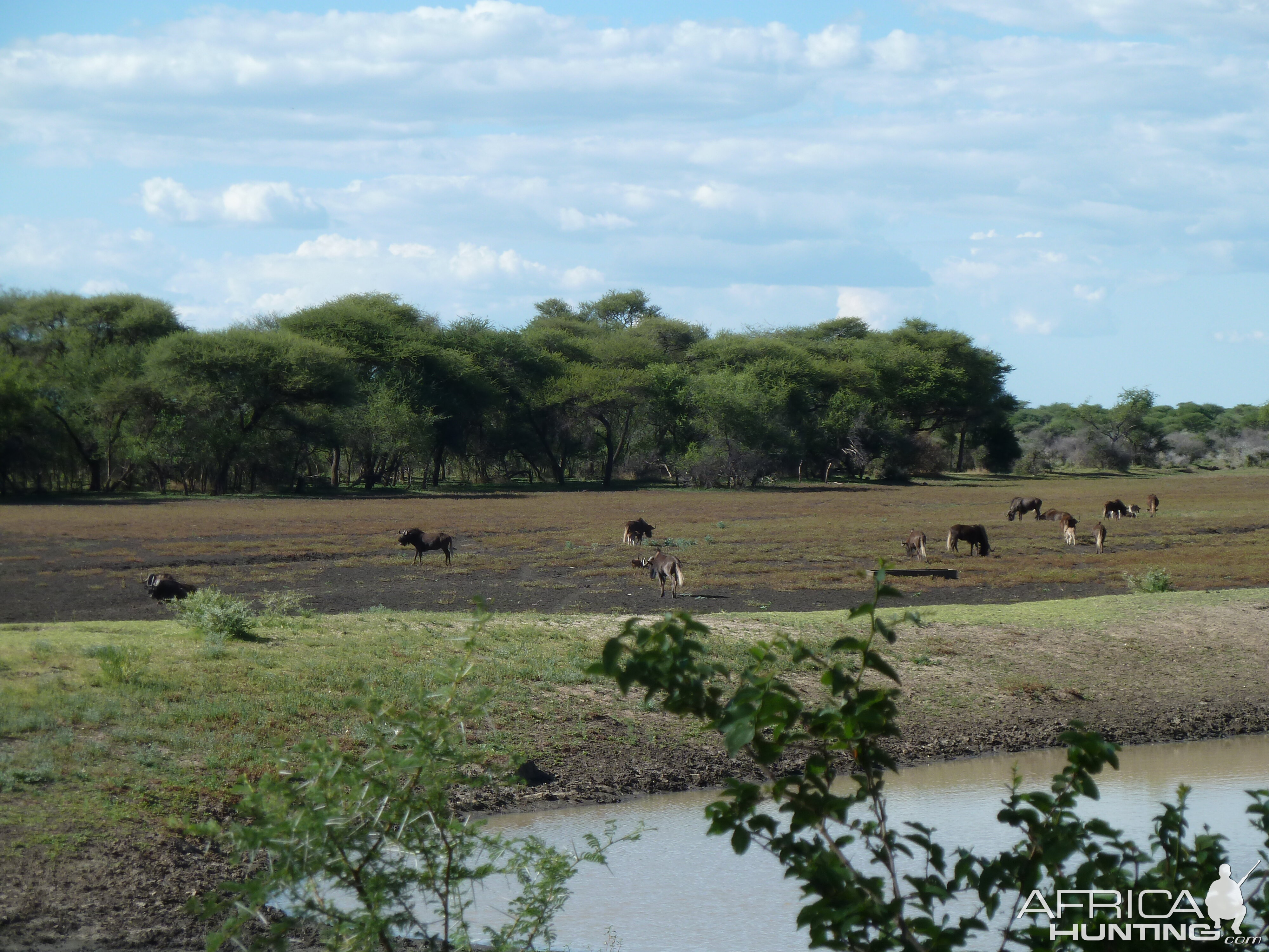 Black Wildebeest Namibia