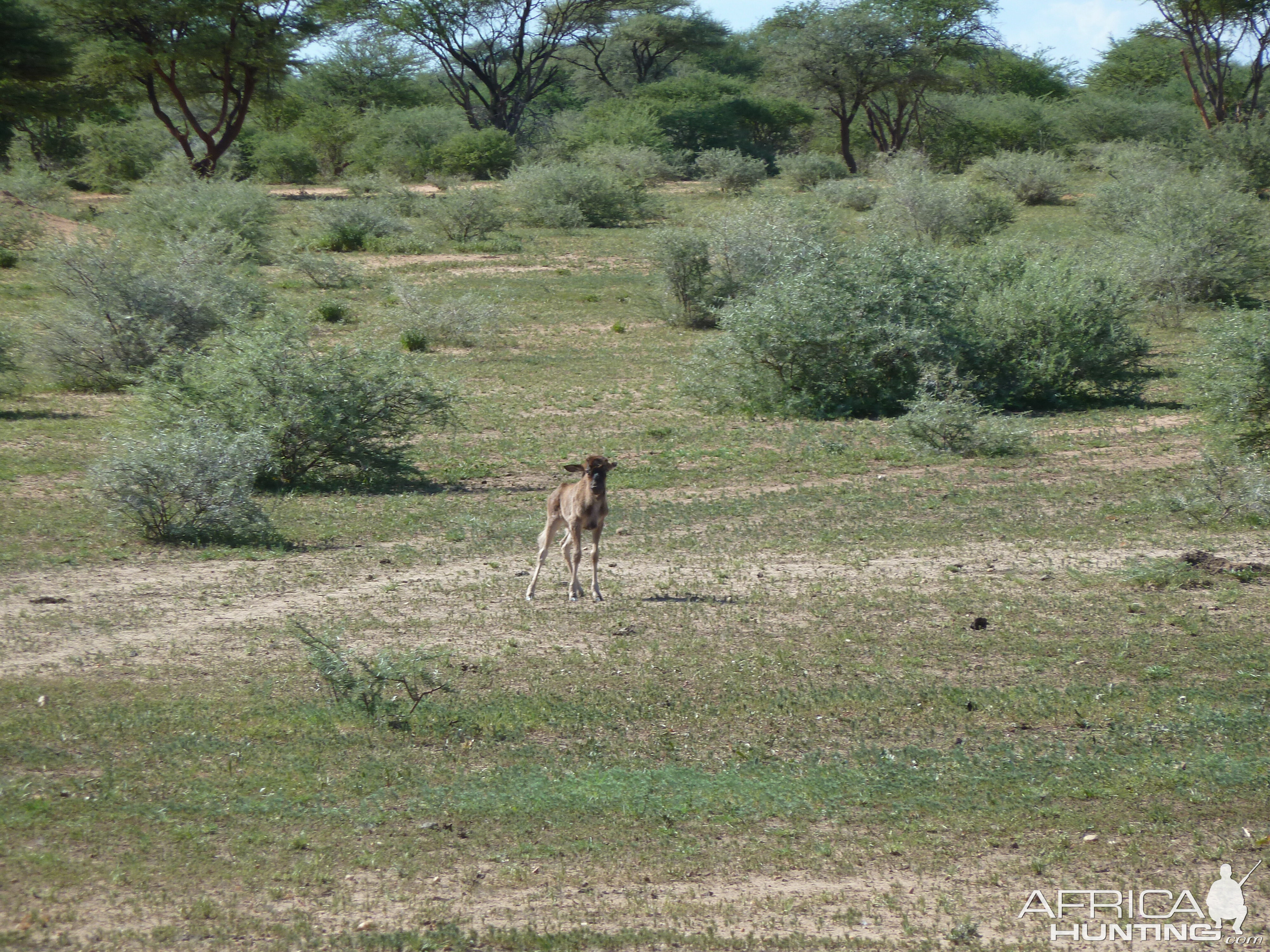 Black Wildebeest Namibia