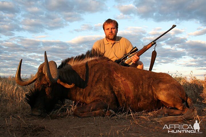 Black Wildebeest Namibia