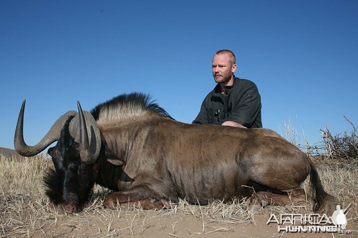 Black Wildebeest Namibia