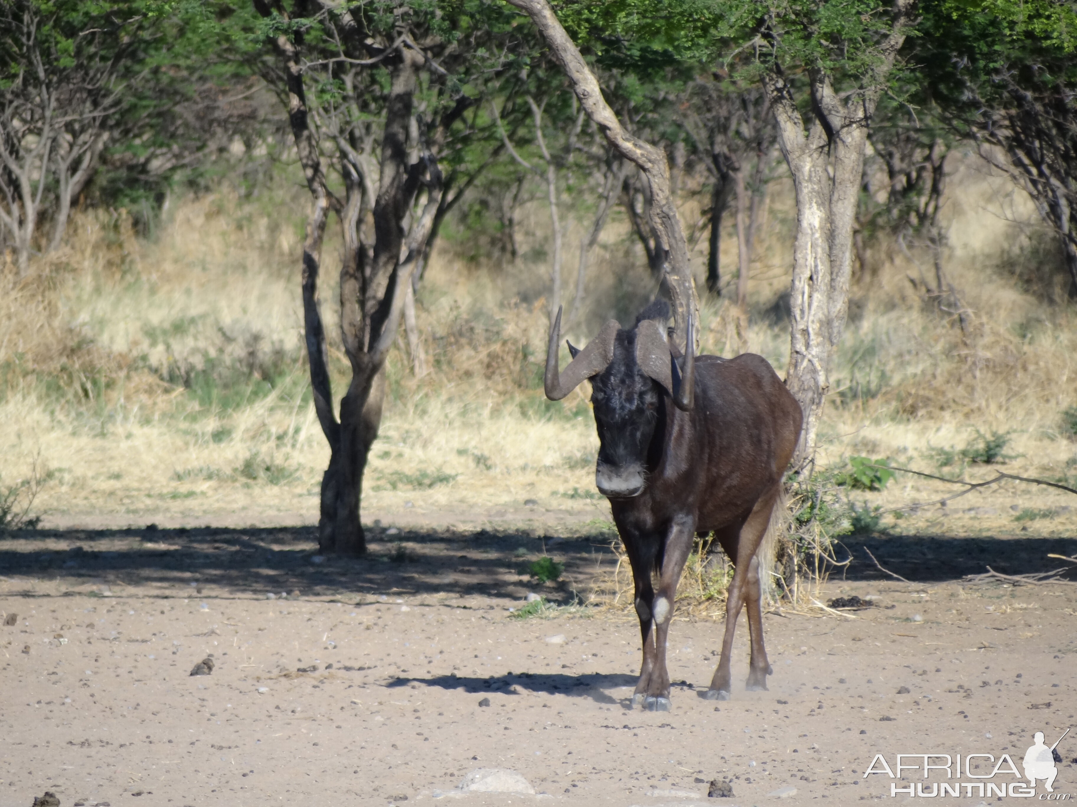 Black Wildebeest Namibia