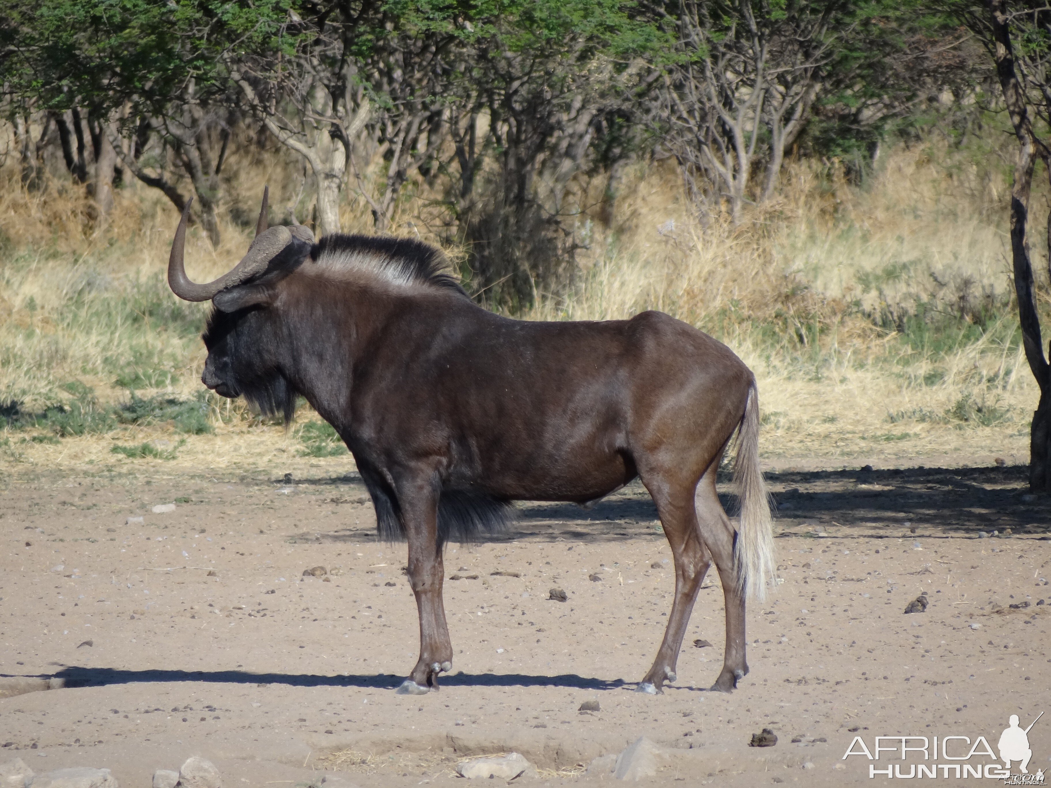 Black Wildebeest Namibia