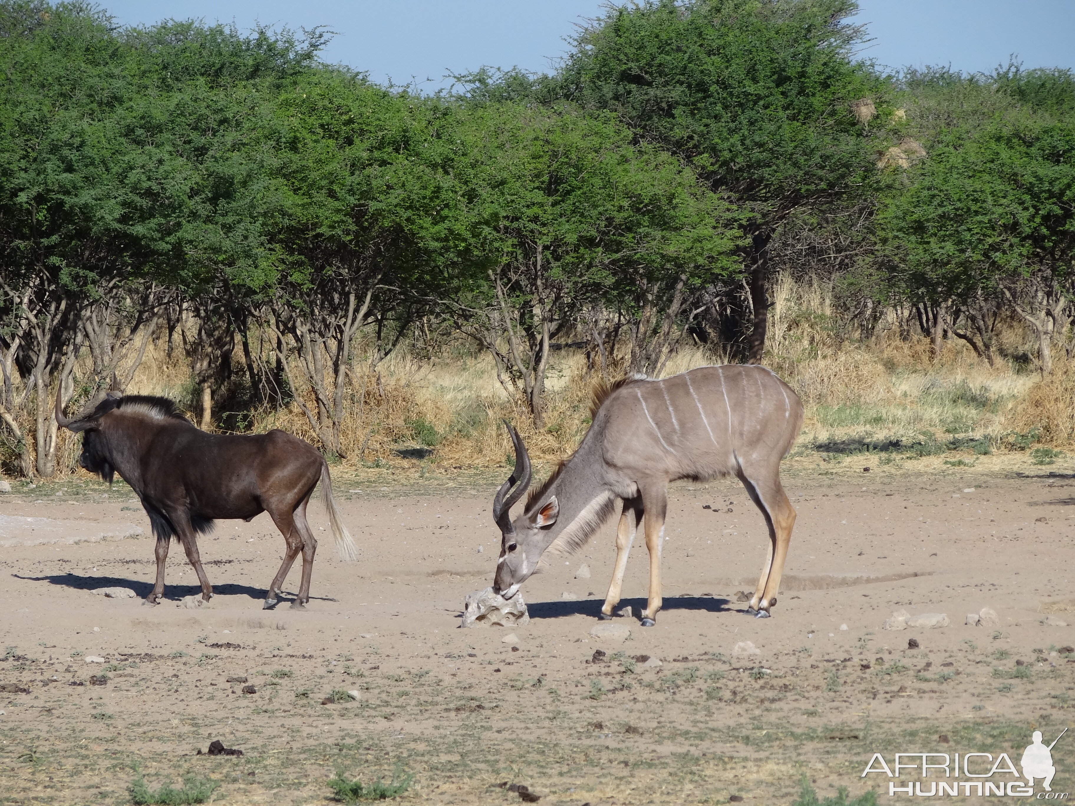 Black Wildebeest Namibia