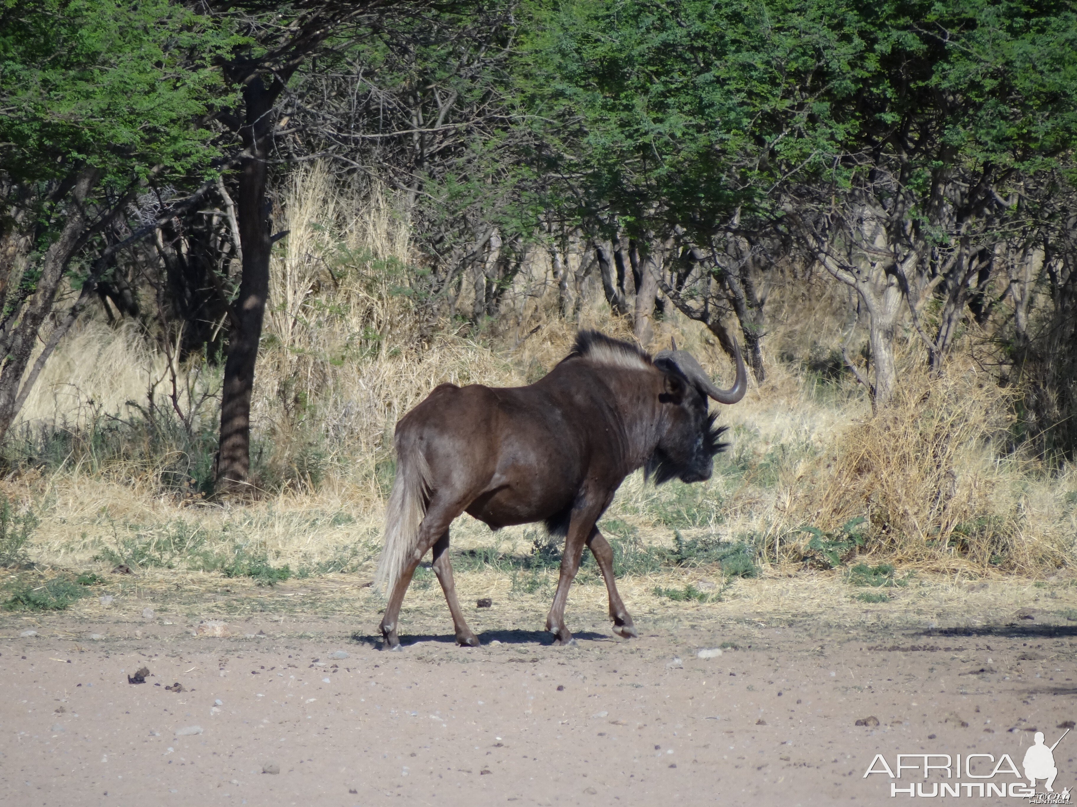 Black Wildebeest Namibia