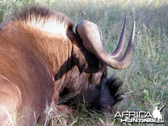 Black Wildebeest Namibia