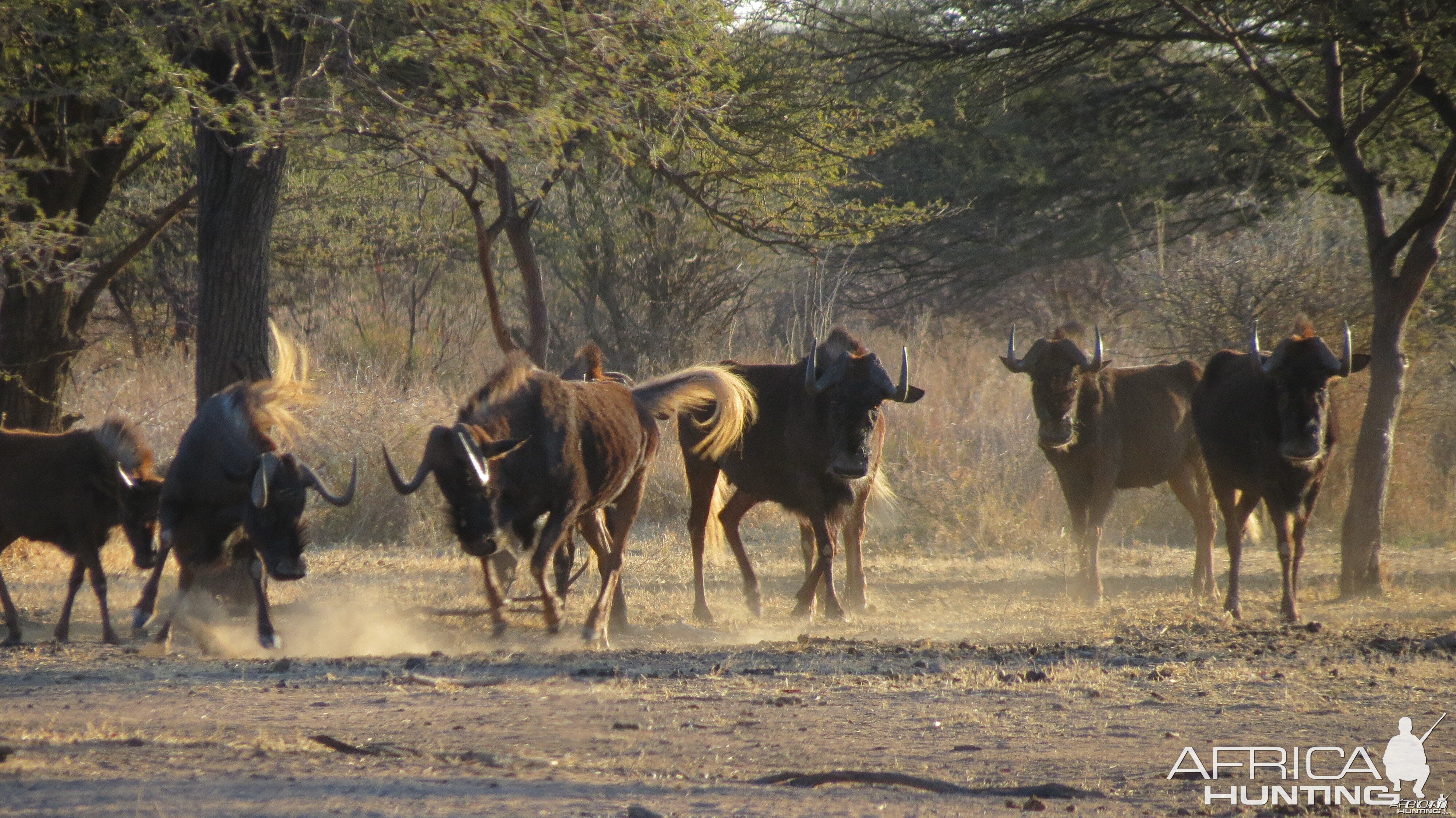 Black Wildebeest Namibia