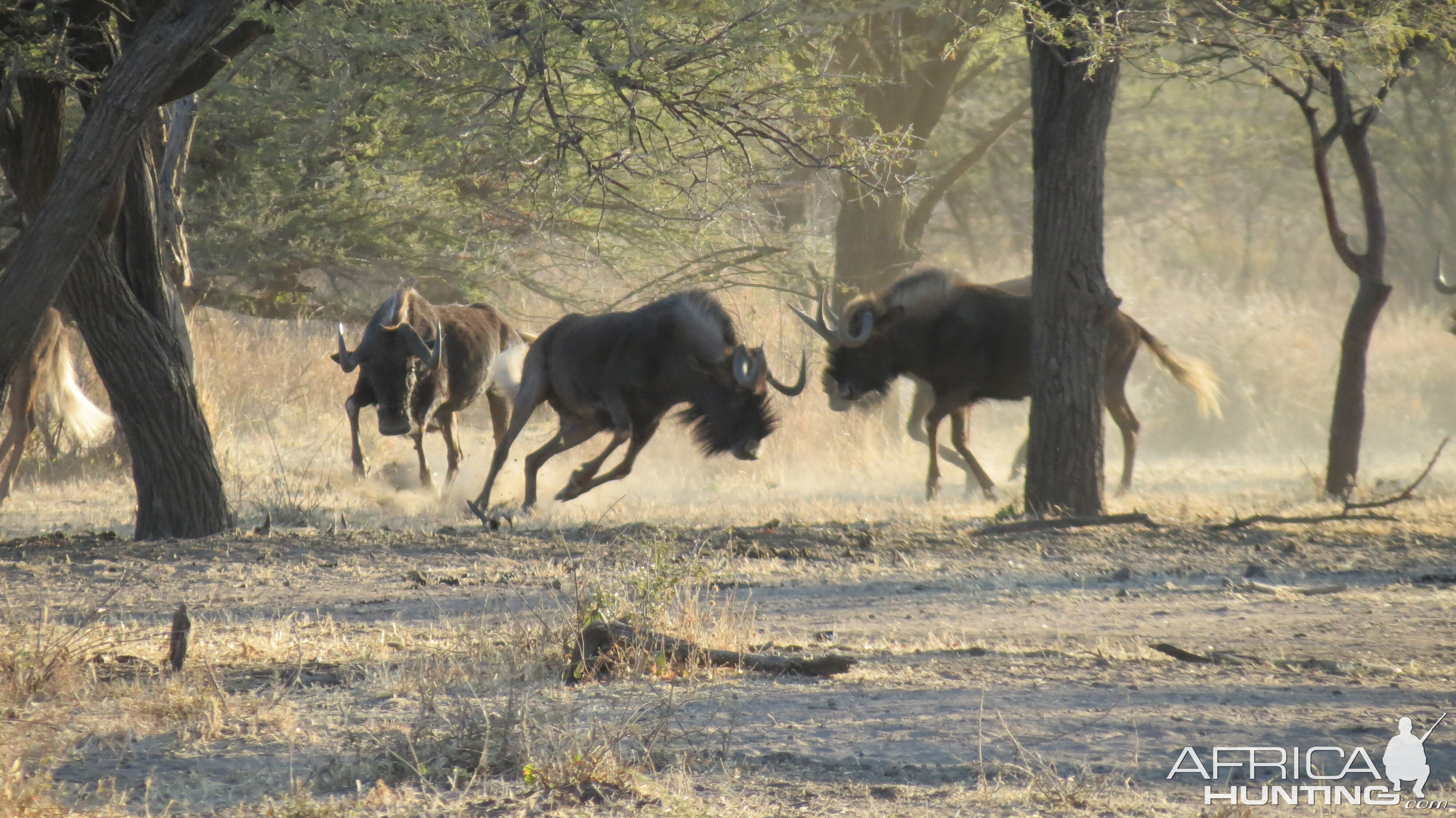 Black Wildebeest Namibia