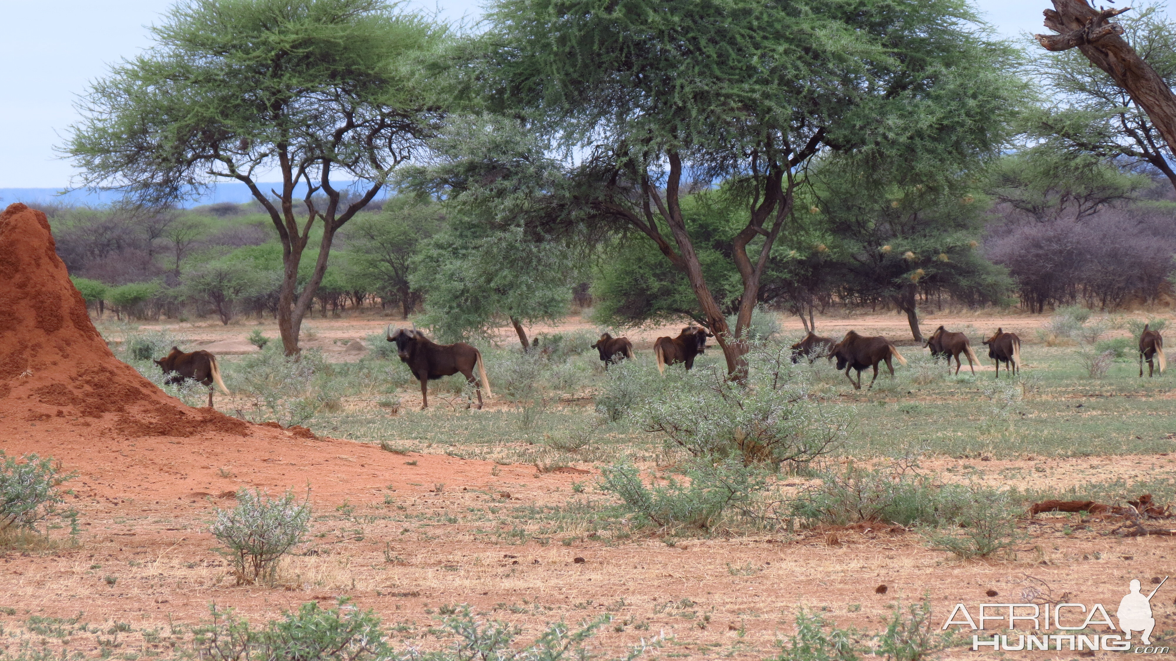 Black Wildebeest Namibia