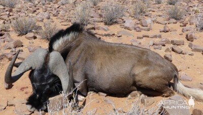 Black Wildebeest Namibia