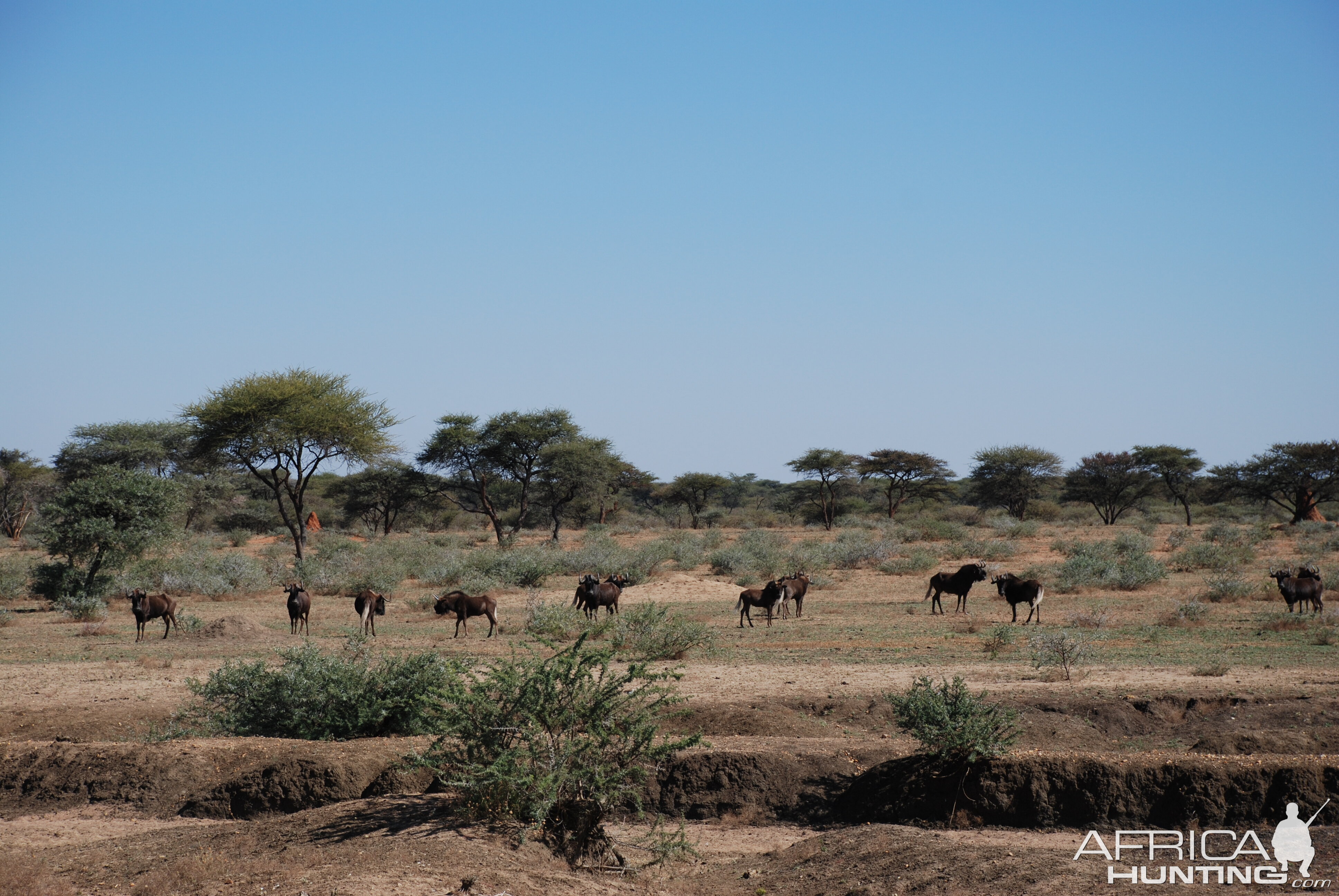 Black Wildebeest, Namibia