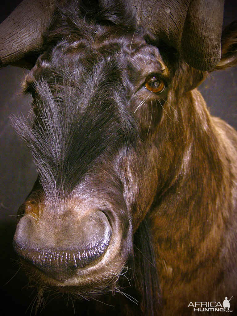 Black Wildebeest Shoulder Mount Taxidermy Close Up