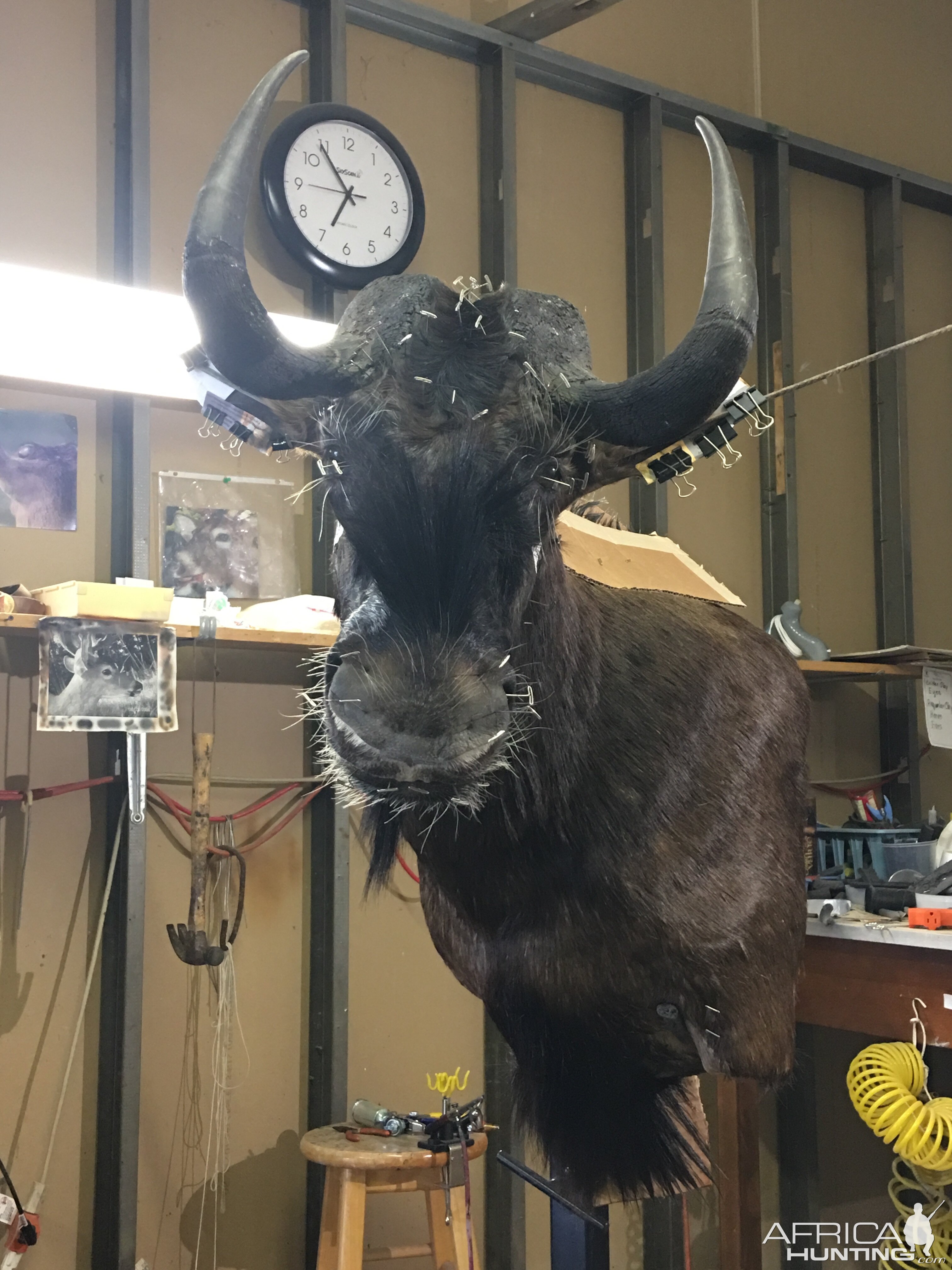 Black Wildebeest Shoulder Mount Taxidermy Progress