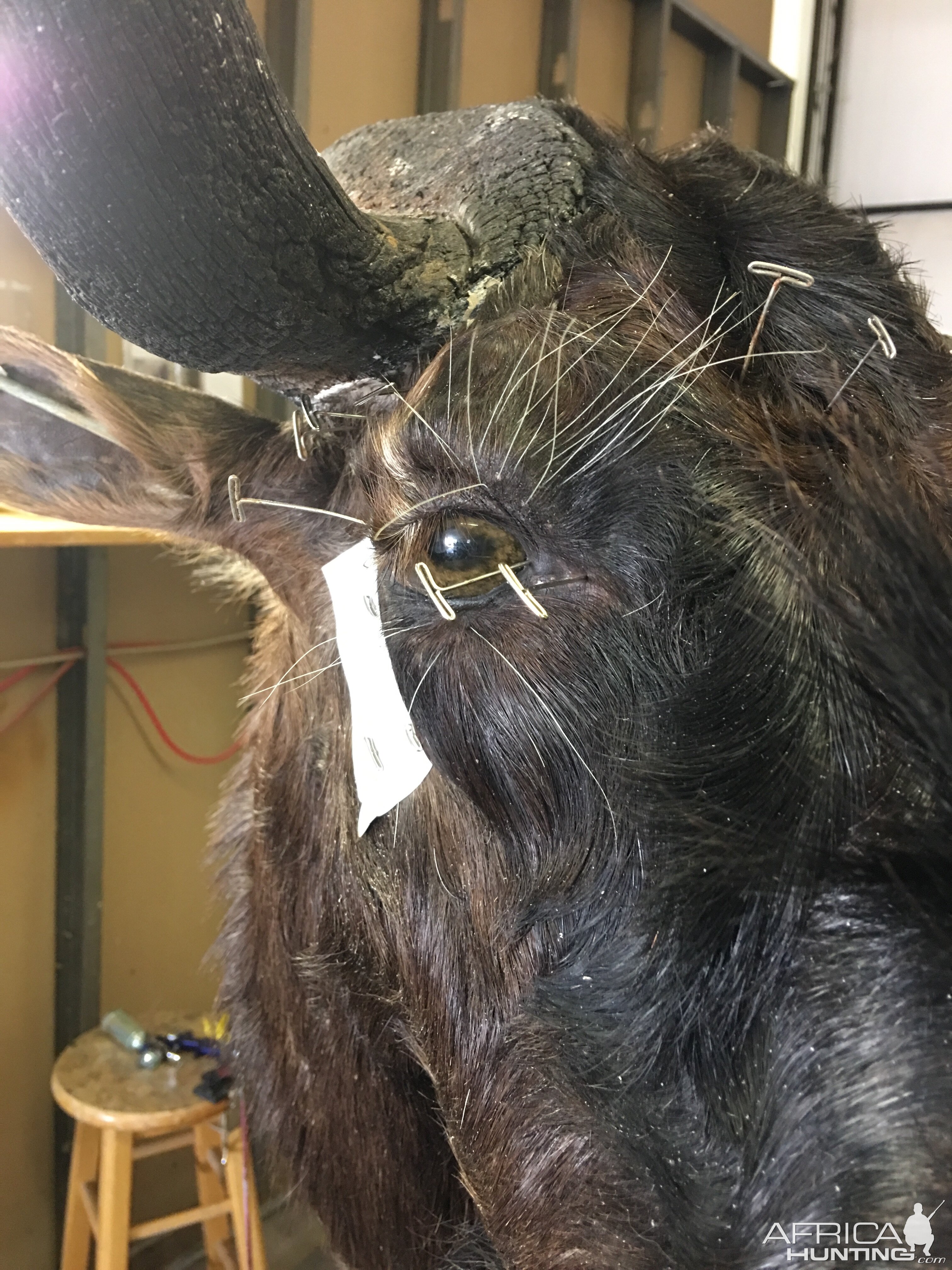 Black Wildebeest Shoulder Mount Taxidermy Progress