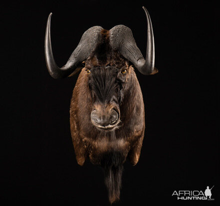 Black Wildebeest Shoulder Mount Taxidermy